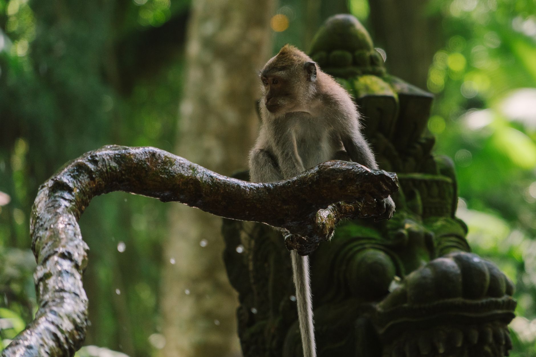 Macaco giapponese immerso in una sorgente termale circondato dalla neve