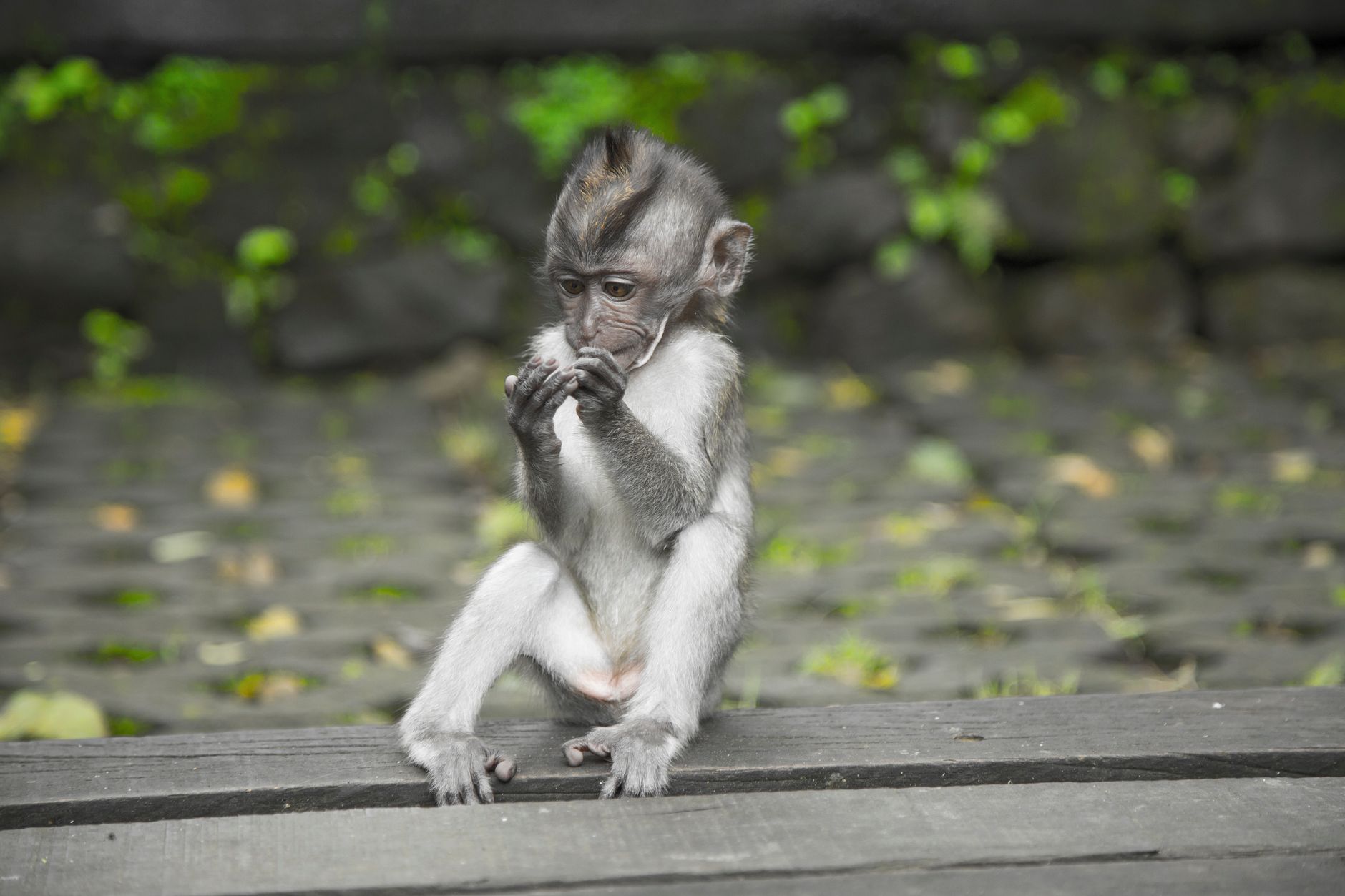 Macaco giapponese seduto nella neve con il folto pelo invernale