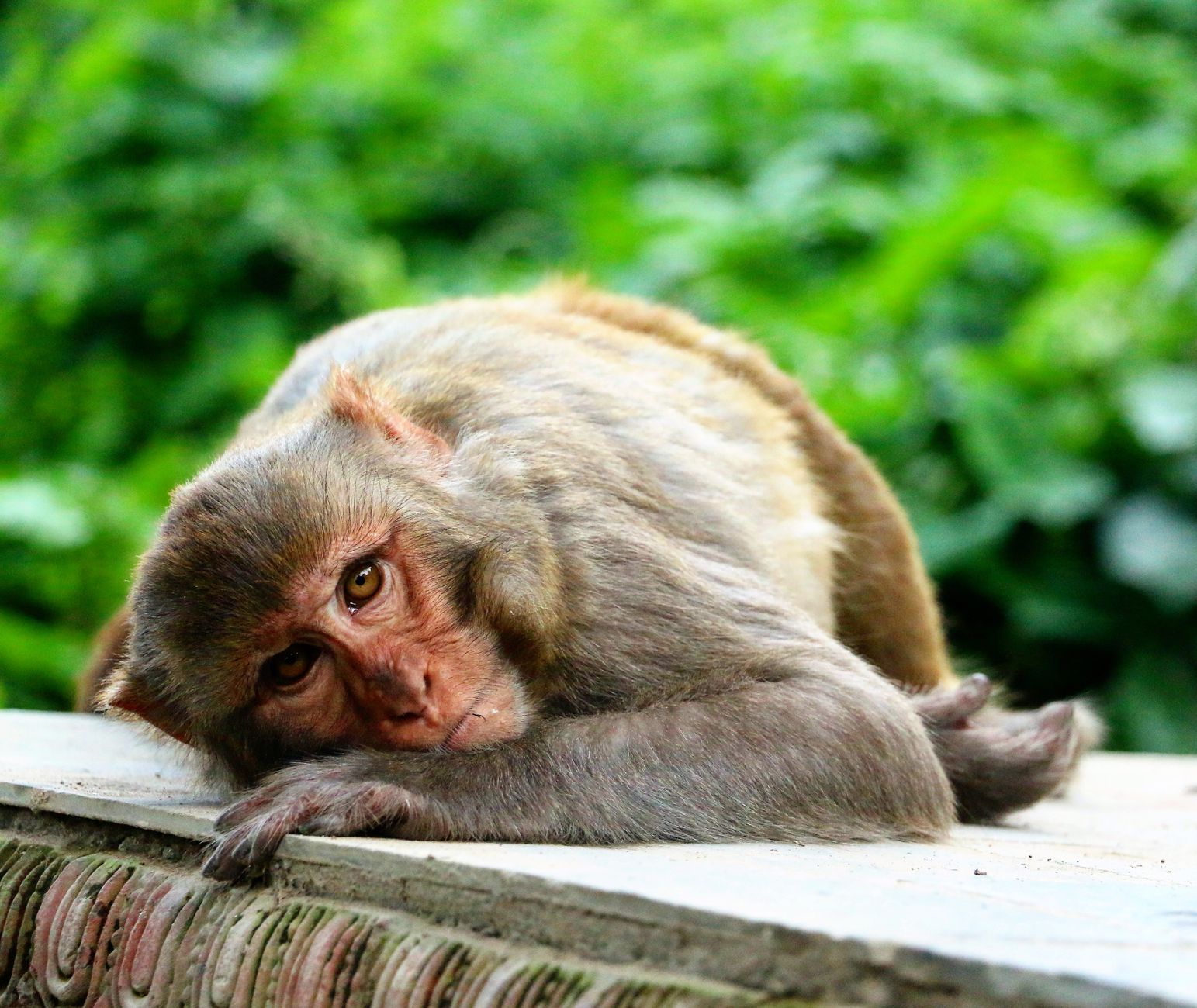 Primo piano del volto rosso di un macaco giapponese