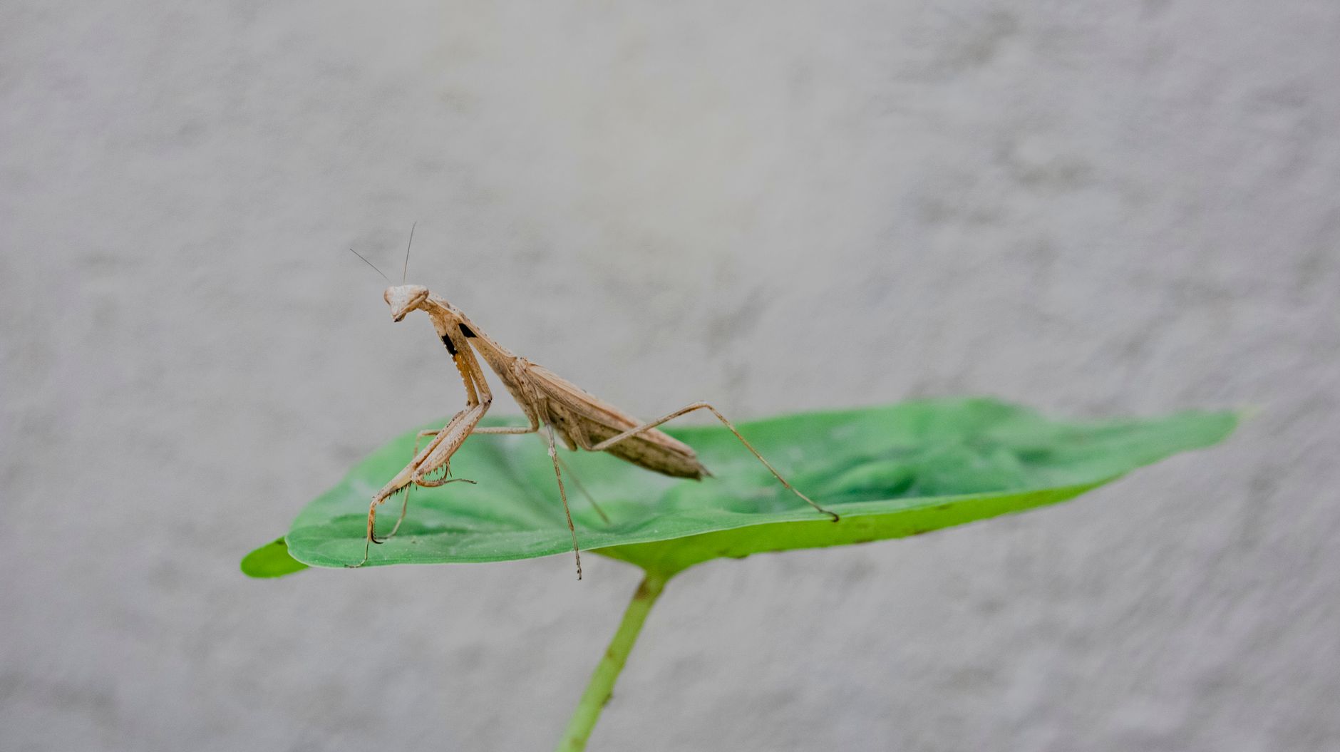 Mantide orchidea rosa e bianca appostata su una foglia verde