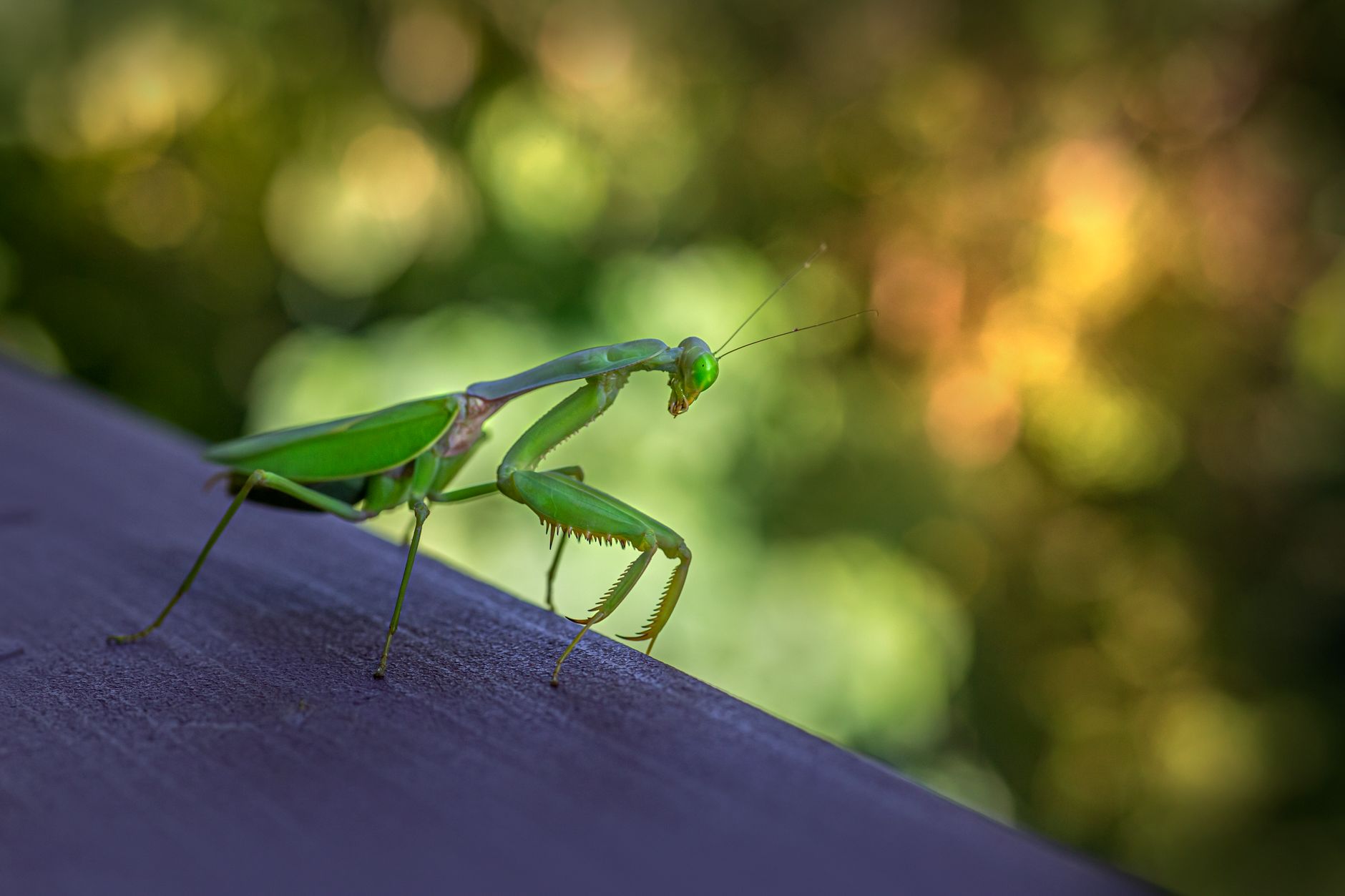 Mantide in primo piano con le zampe raptatorie