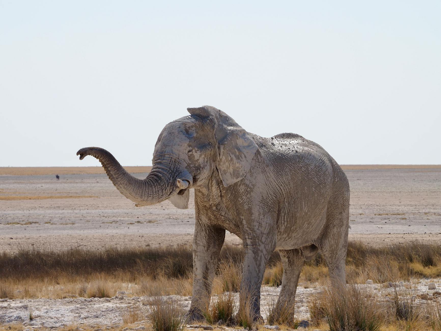 Paesaggio della savana namibiana al tramonto