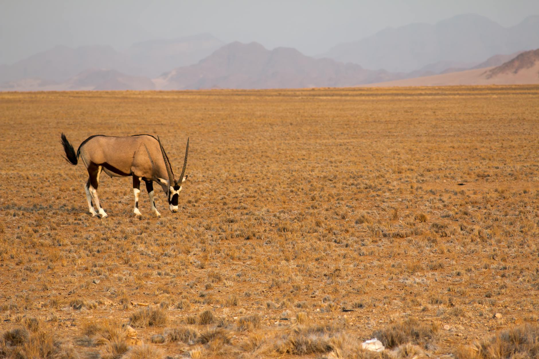 Elefante nella natura della Namibia