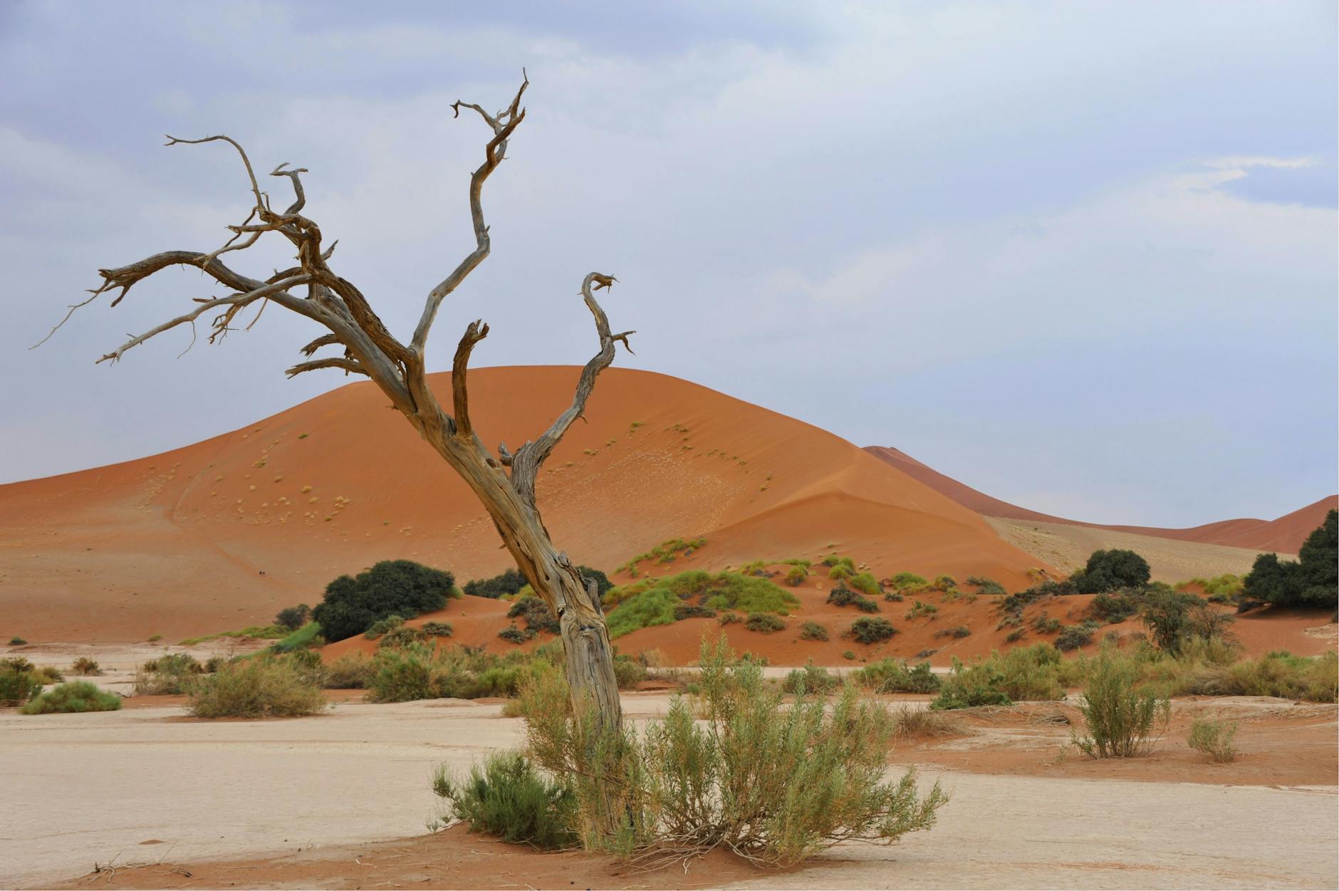 Fauna selvatica africana in un'area protetta