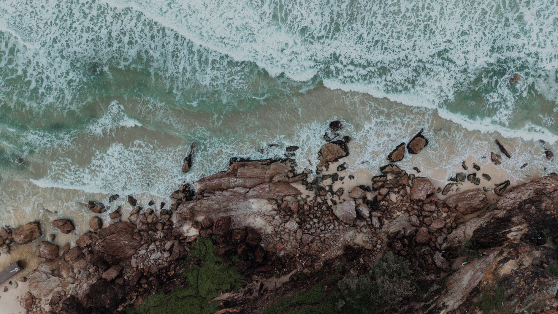 Foresta di alghe kelp sottomarina in un mare freddo