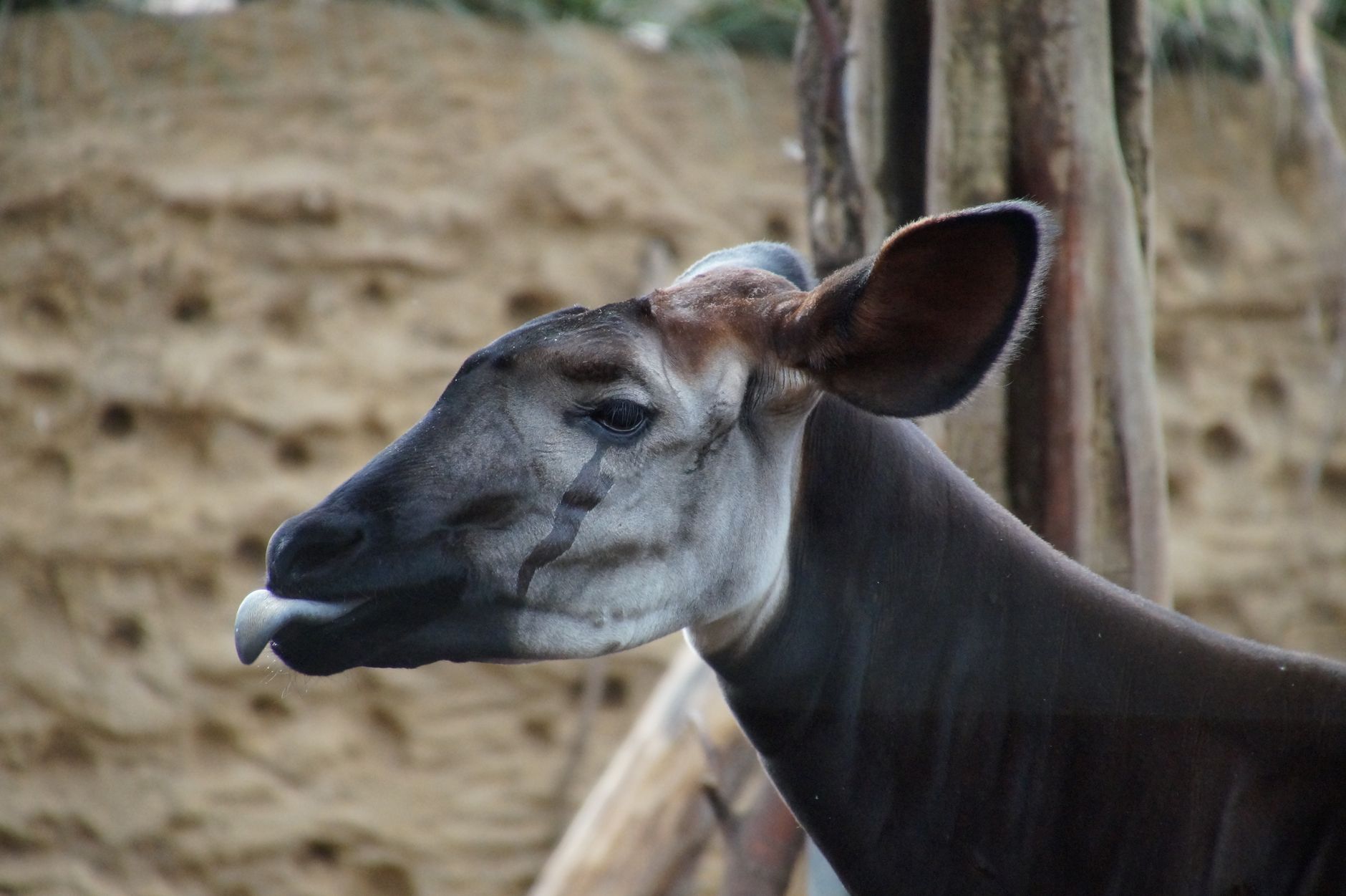 Okapi nella foresta, l'unico parente vivente della giraffa