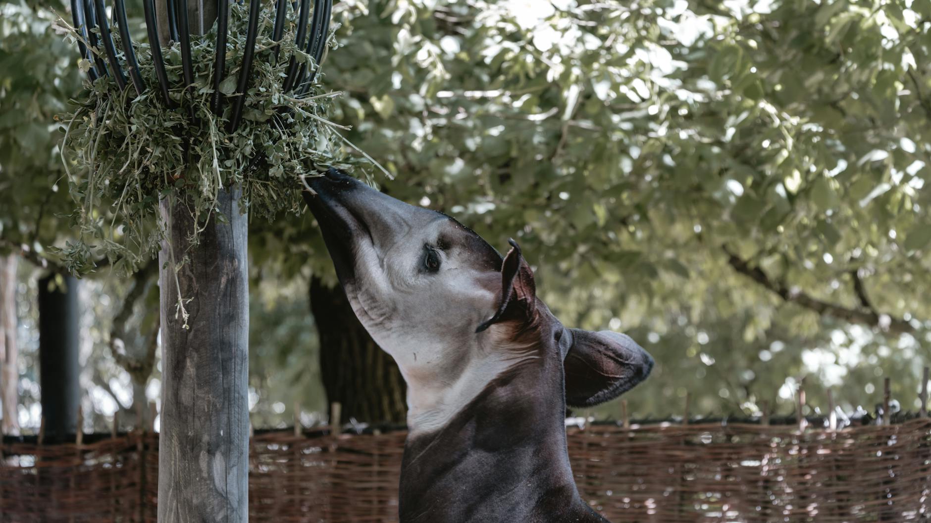 Le zampe striate dell'okapi che ricordano quelle della zebra