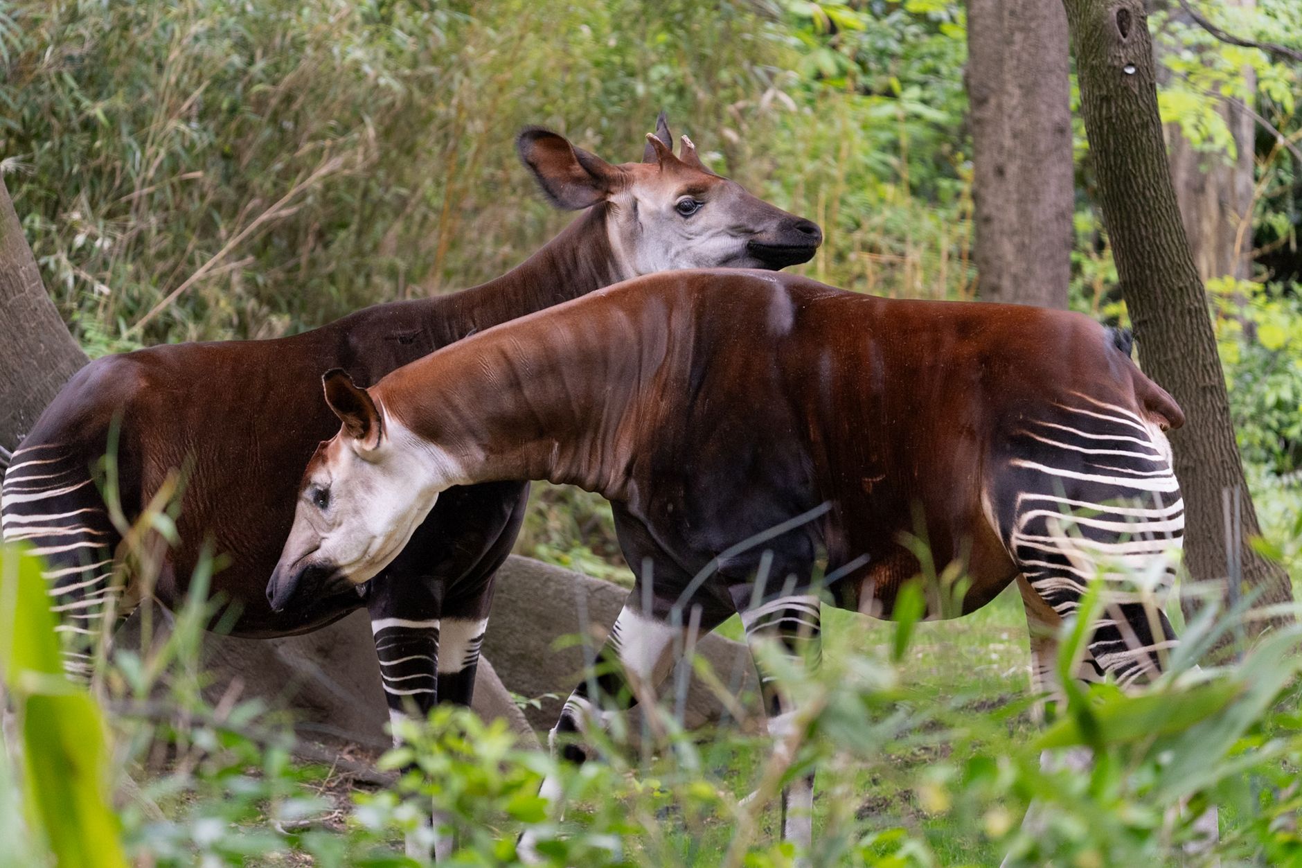 Foresta pluviale del Congo, habitat naturale dell'okapi