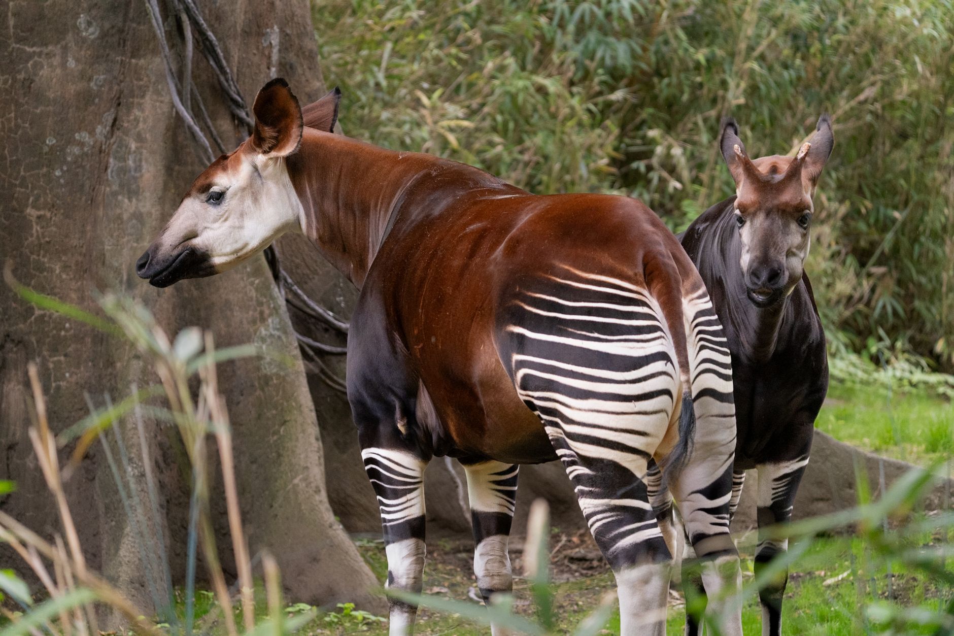L'okapi, simbolo della biodiversità africana da proteggere