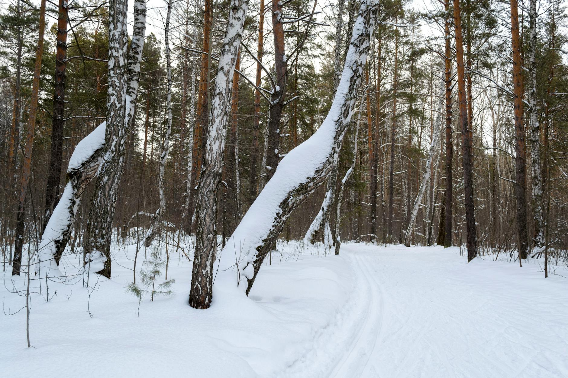 Le discipline invernali tra ghiaccio e neve dei Giochi olimpici