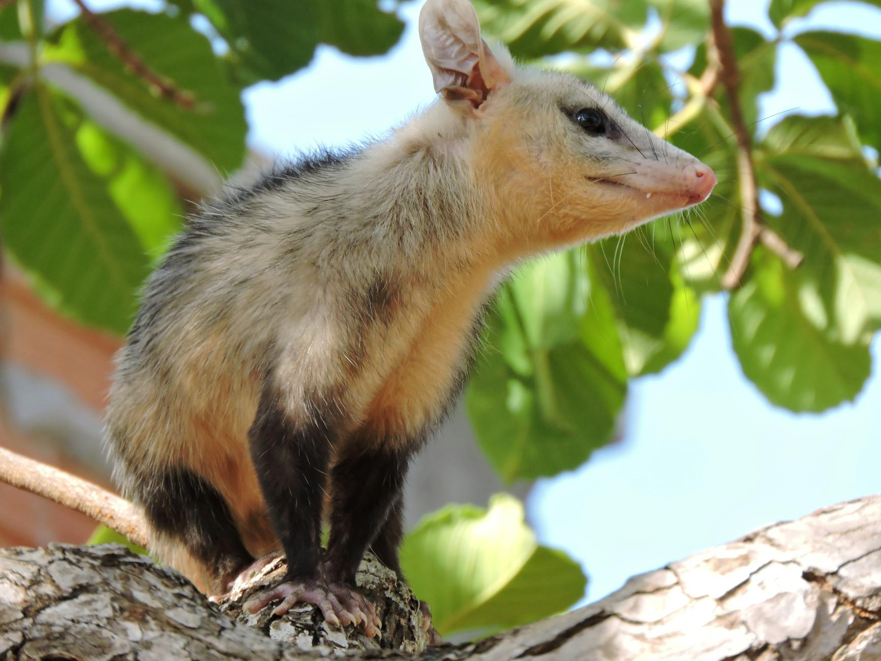 Opossum su un ramo nel suo ambiente naturale