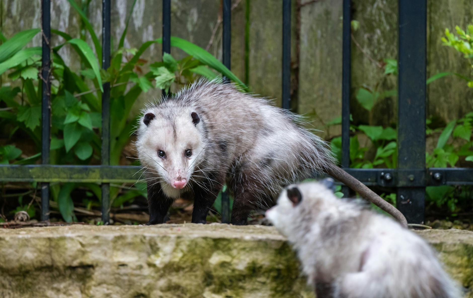 Opossum che esplora il sottobosco