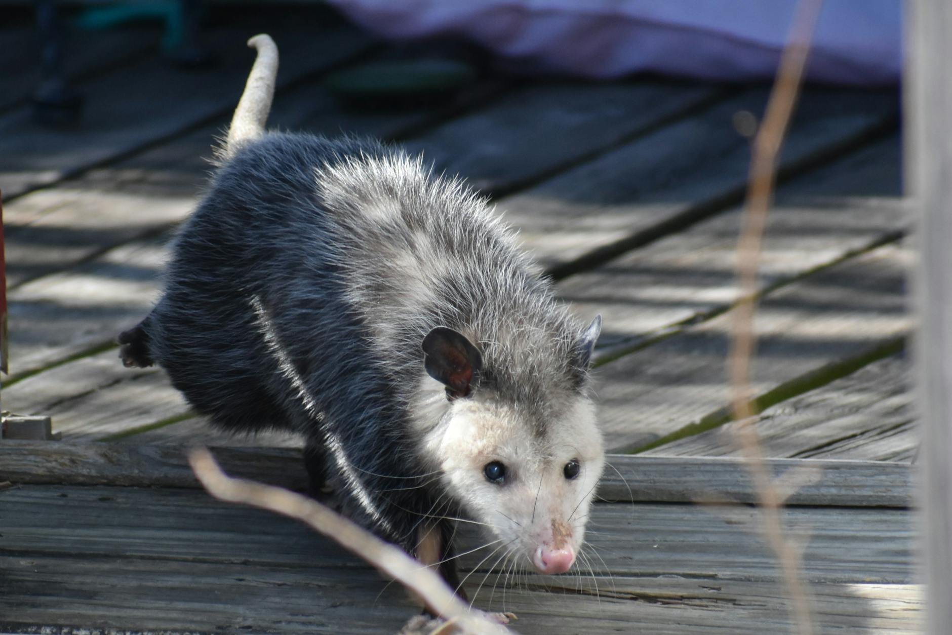 Primo piano del muso di un opossum