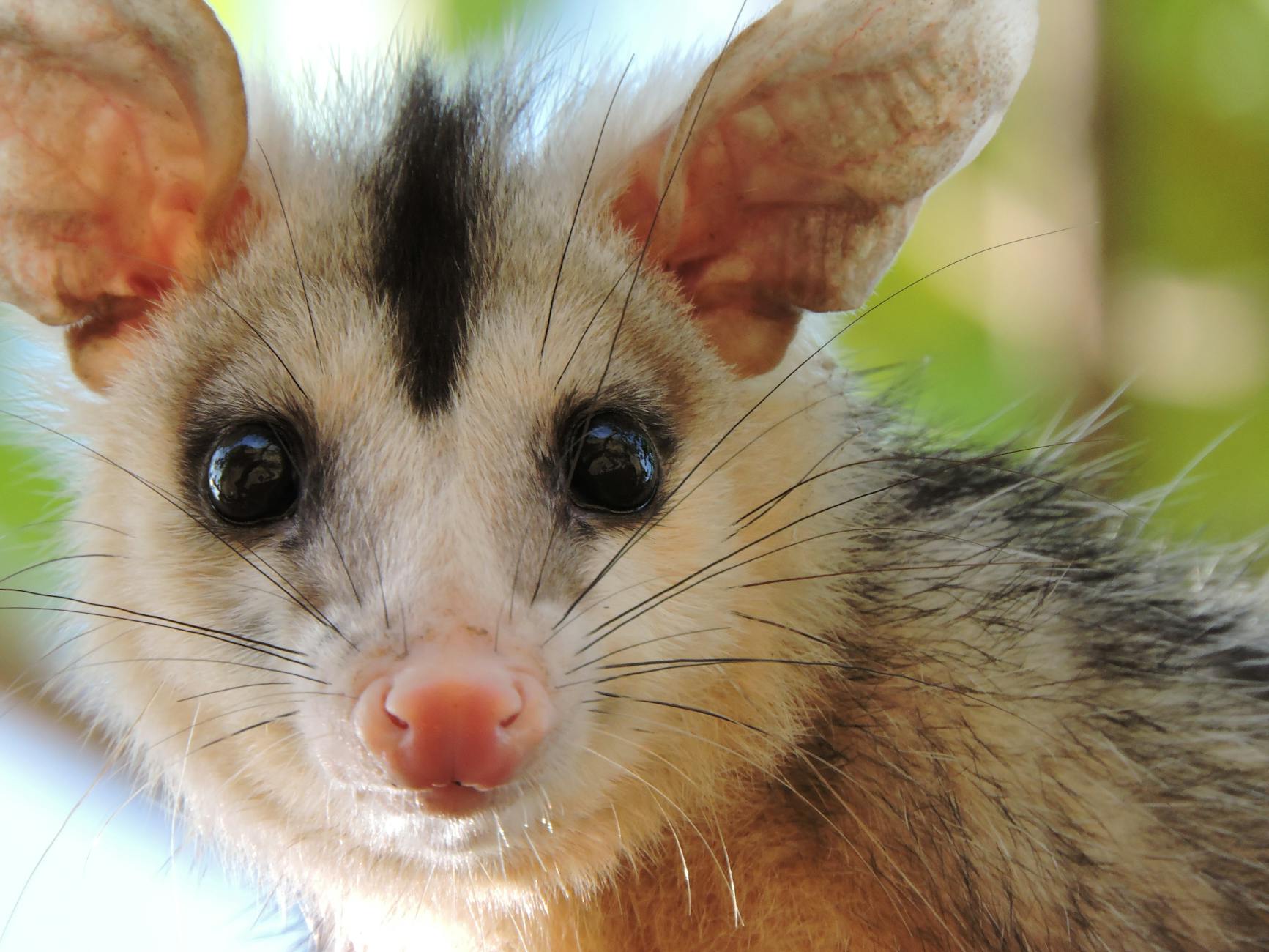 Opossum tra le foglie al crepuscolo