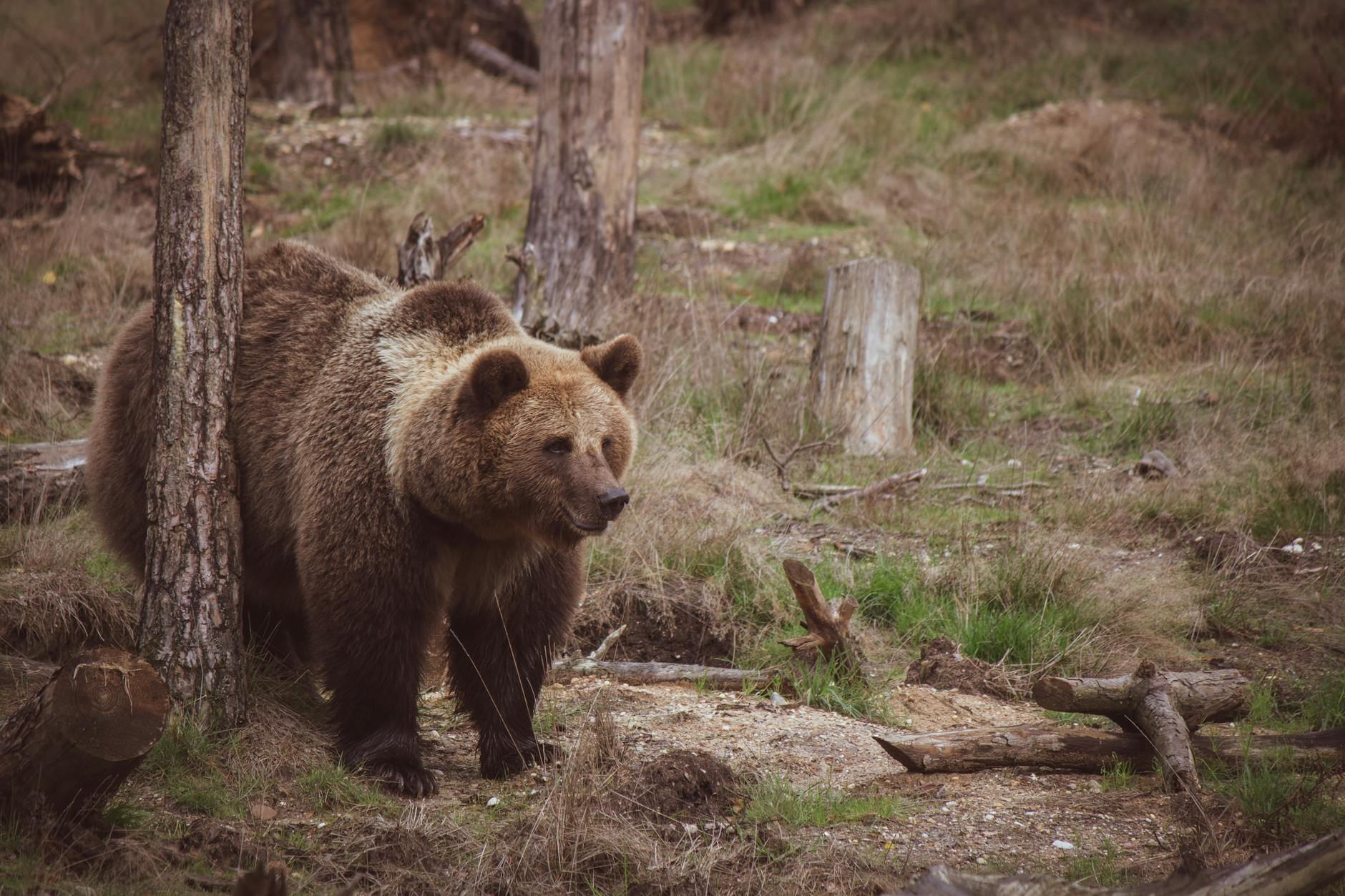 Orso bruno in un bosco, simile all'orso marsicano dell'Appennino