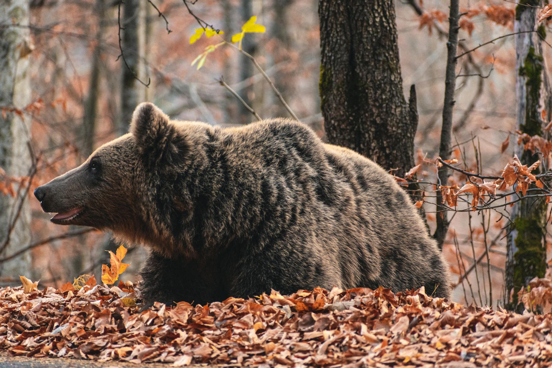 Orso bruno tra gli alberi di una foresta