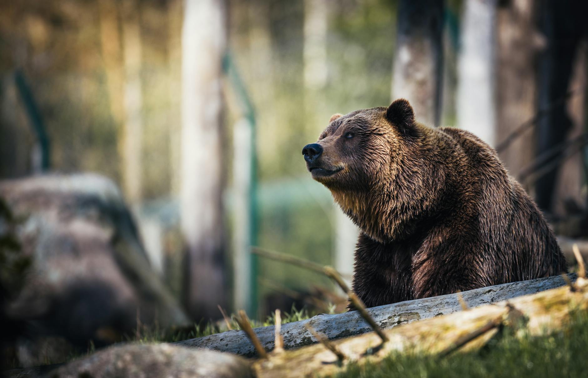 Orso bruno che cammina nella natura
