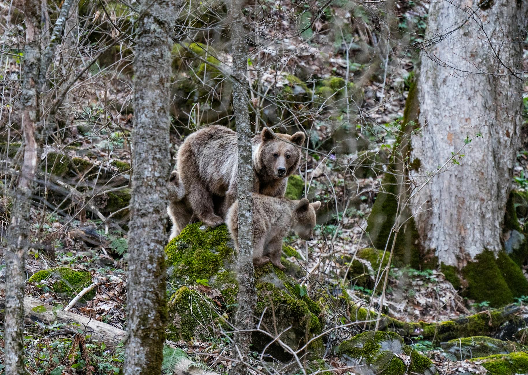 Orso bruno fotografato in ambiente montano