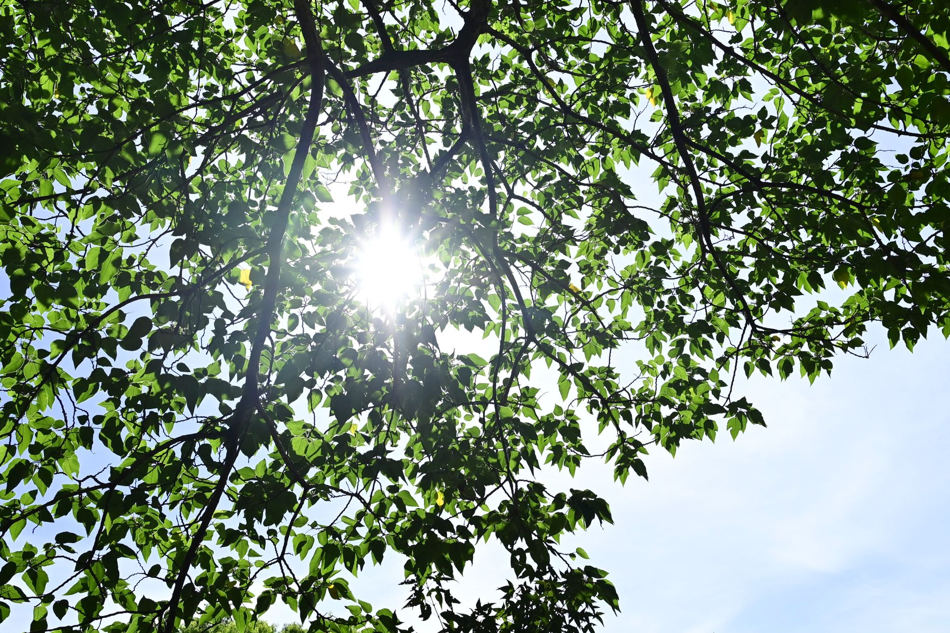 Sole estivo che illumina un cielo caldo e afoso