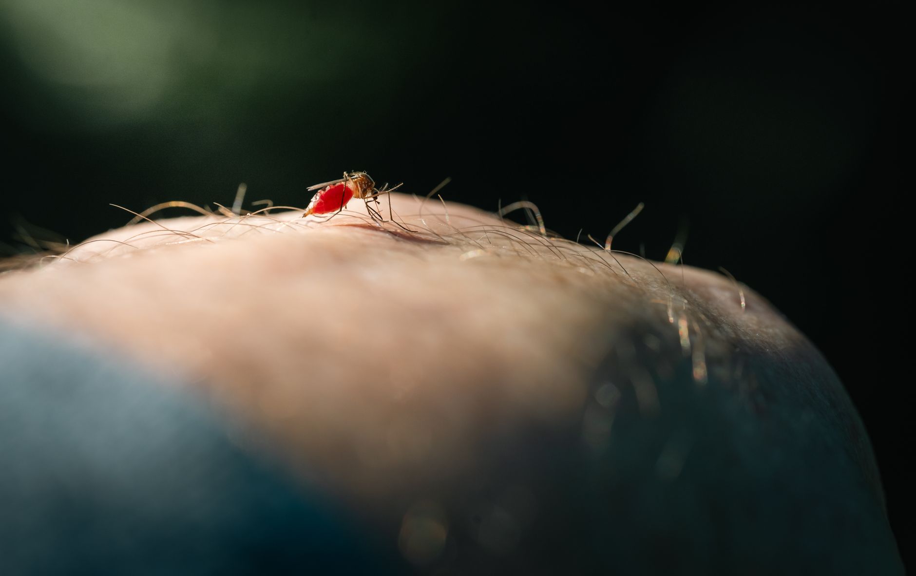 Repellenti efficaci, zanzariere e rimozione dei ristagni d'acqua restano le difese migliori.