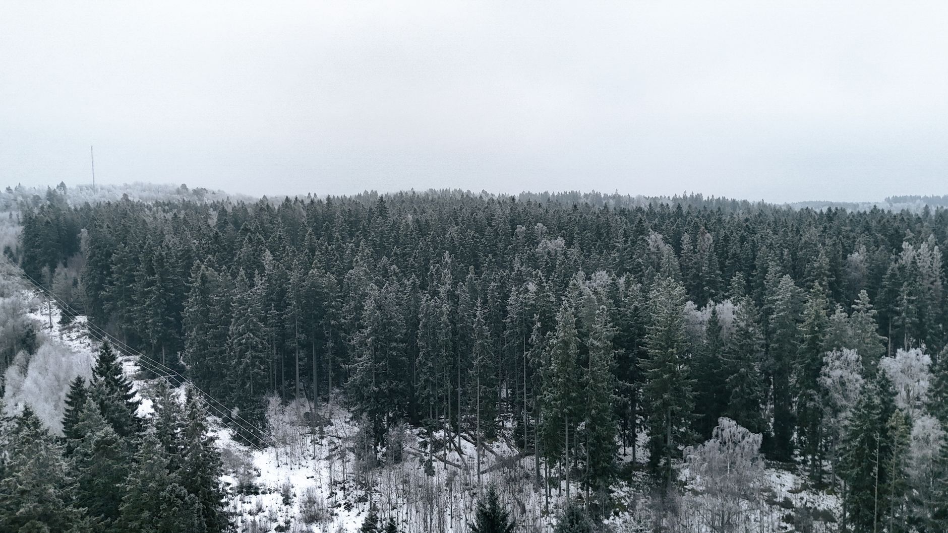 Veduta aerea di una fitta foresta verde