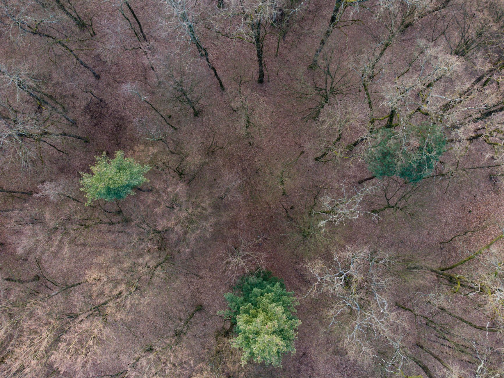 Chiome degli alberi viste dall'alto in una foresta