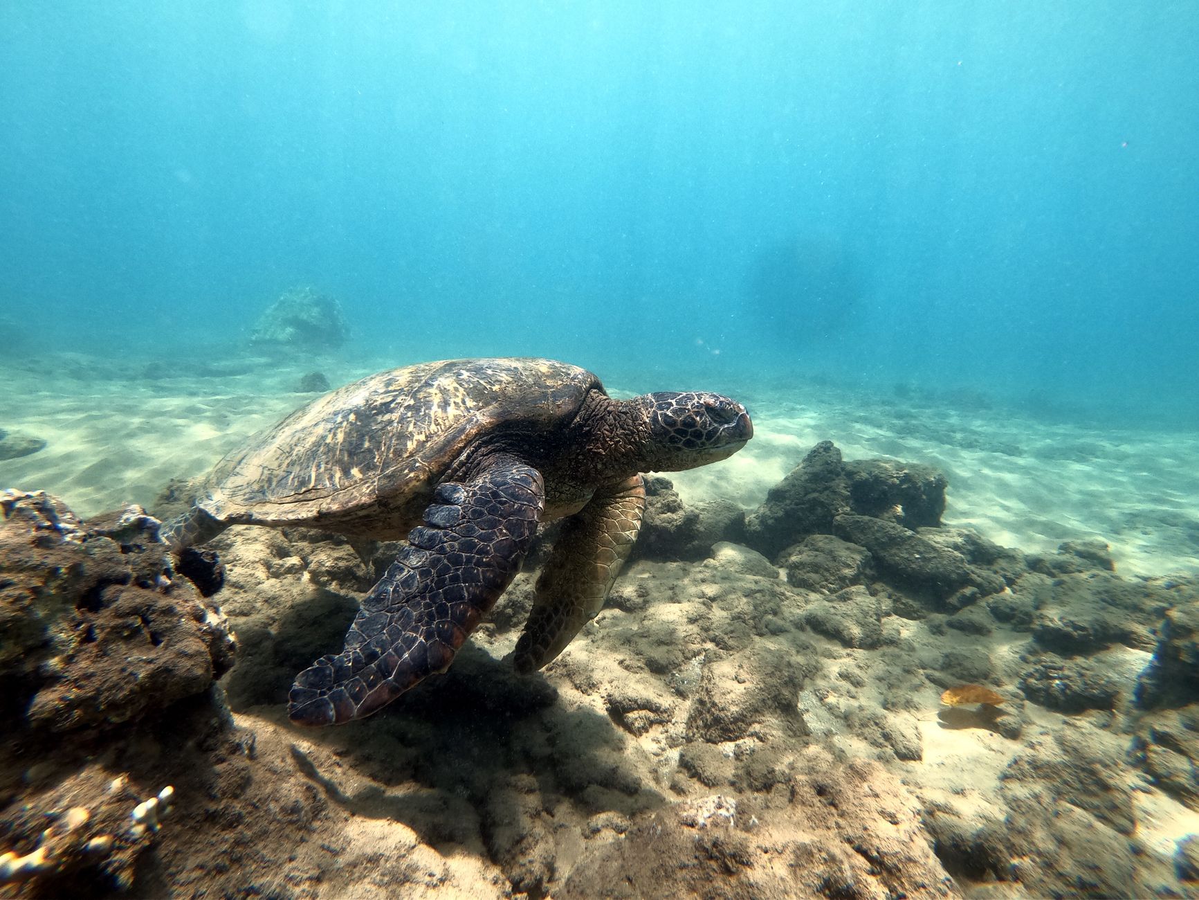 Oceano cristallino e biodiversità