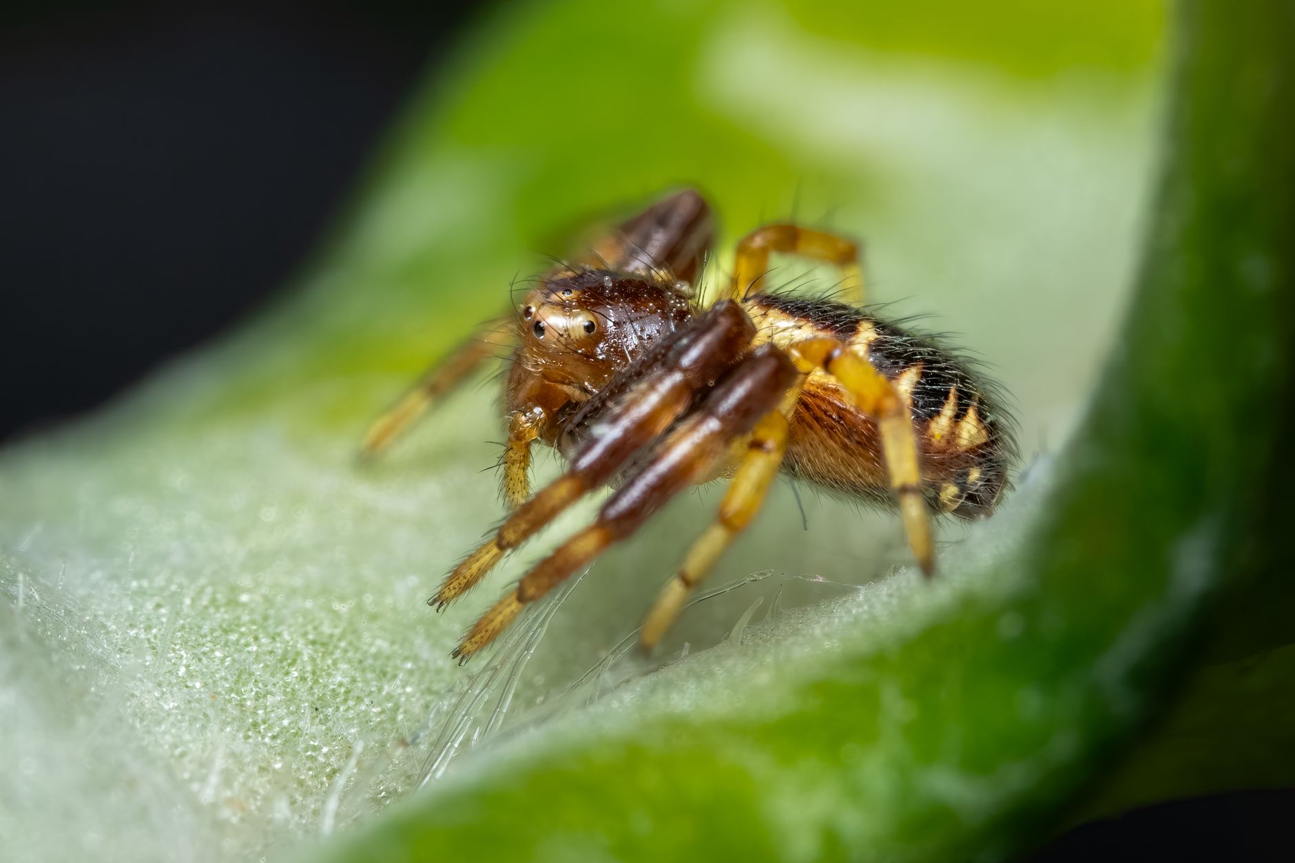 Ragno saltatore osservato da vicino nell'ambiente naturale