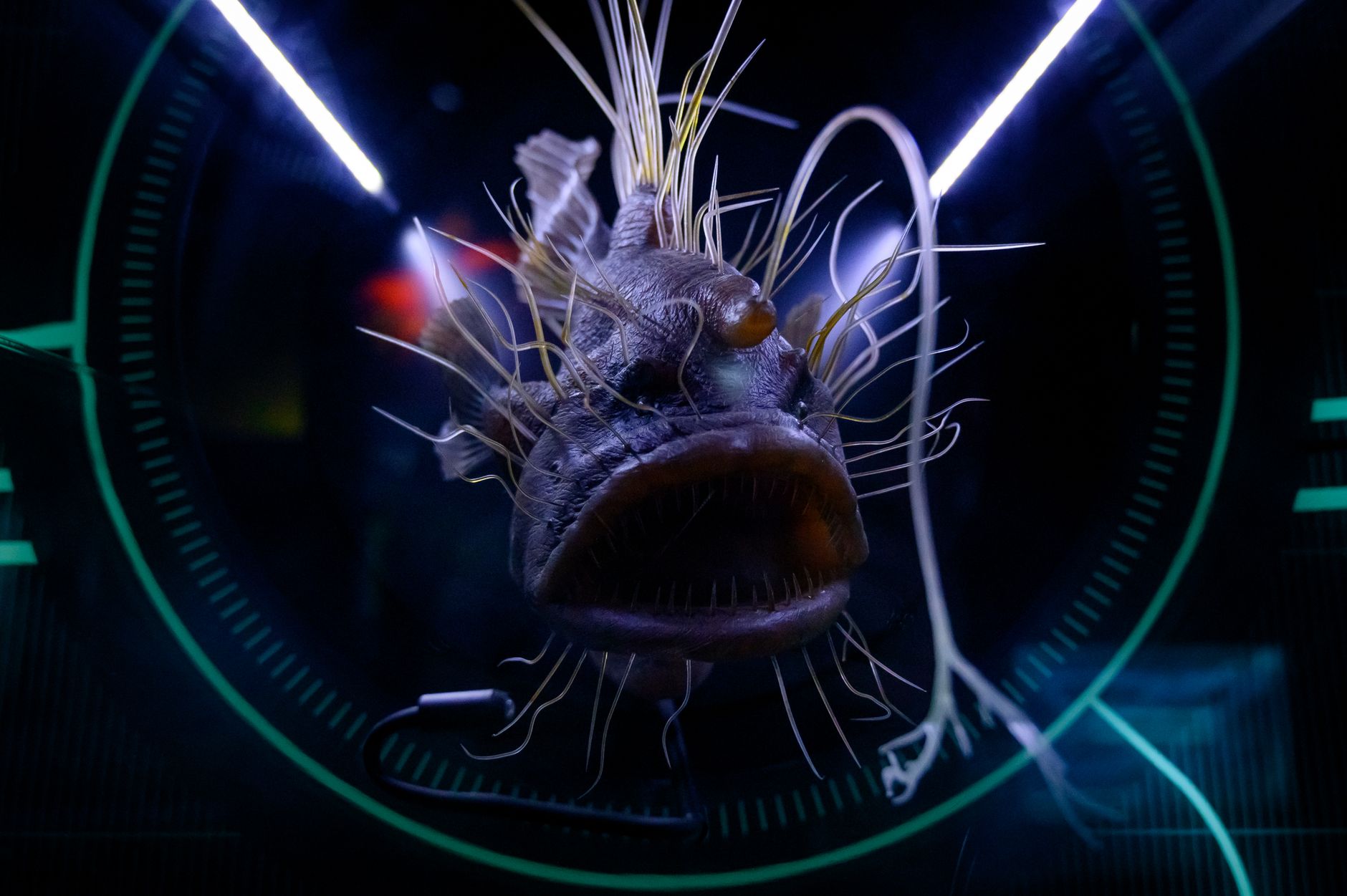Rana pescatrice abissale nelle profondità oceaniche