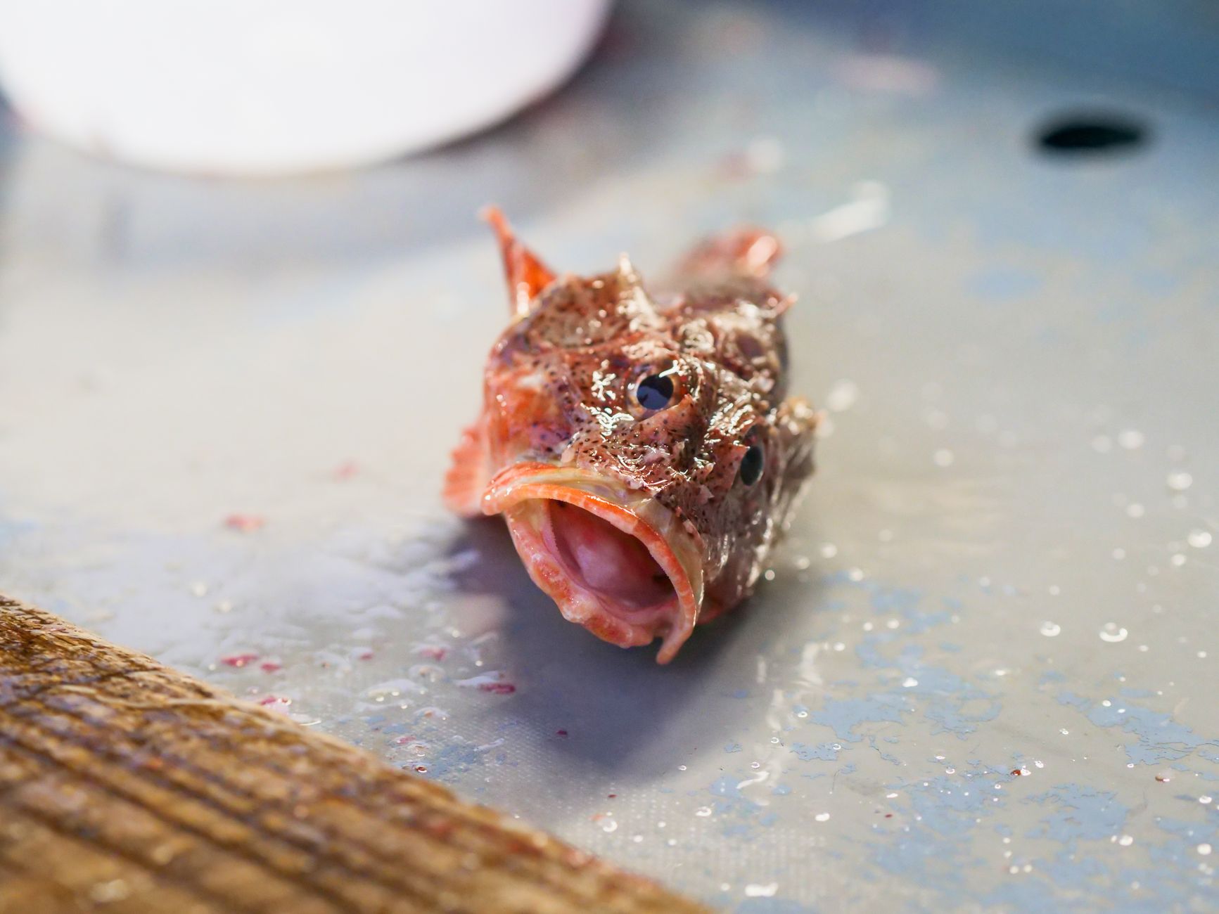Pesce abissale con esca luminosa nel buio del mare