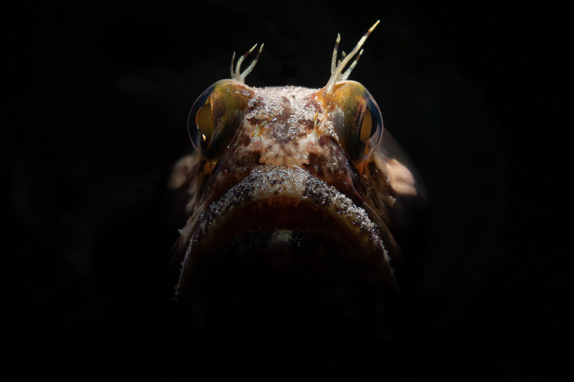 Esplorazione degli abissi oceanici