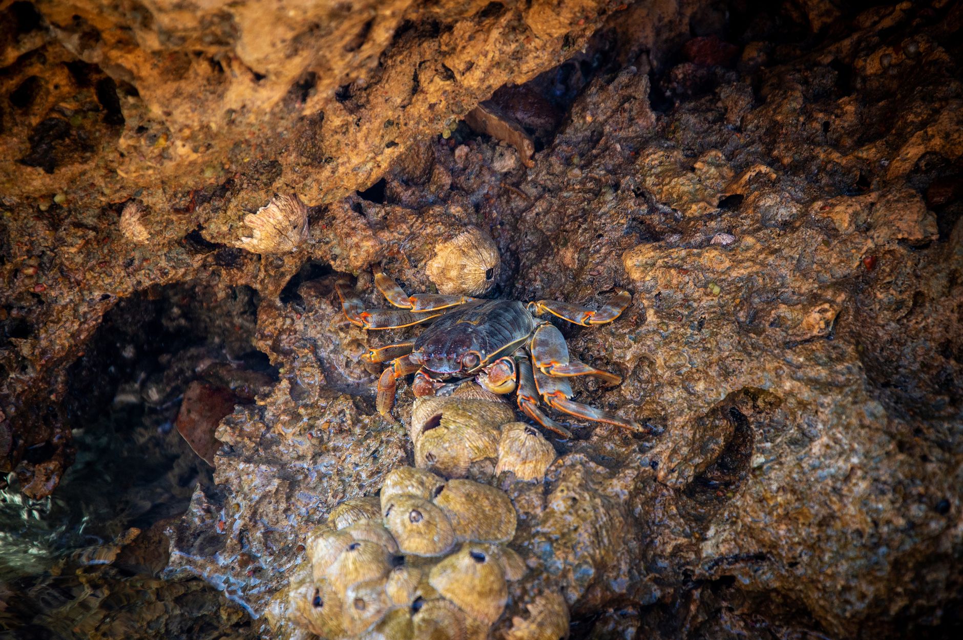 Ricci di mare sul fondale roccioso