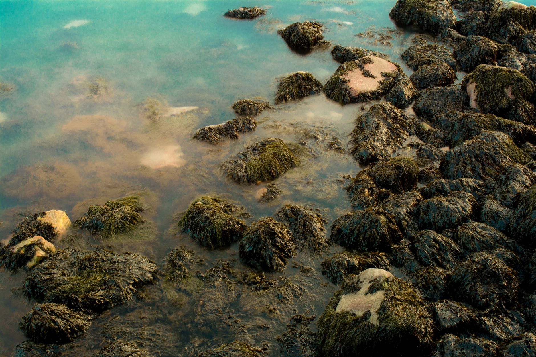 Riccio di mare in primo piano