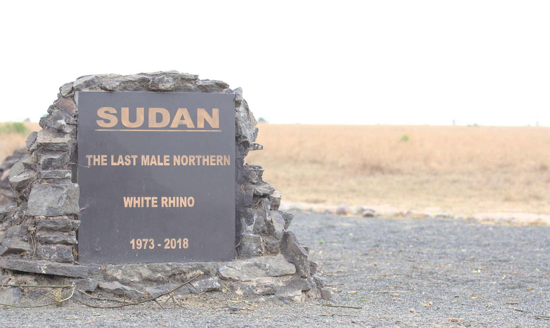 Le savane africane tornano a ospitare un numero crescente di rinoceronti.