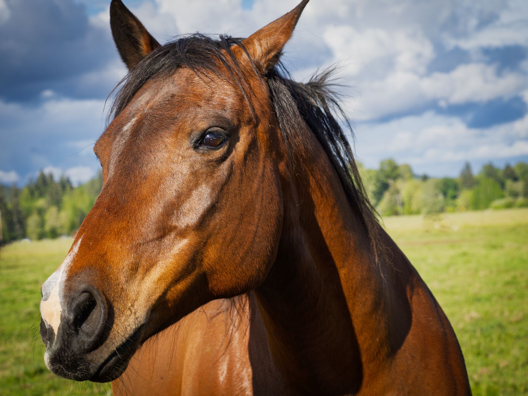 Cavallo al pascolo in un prato