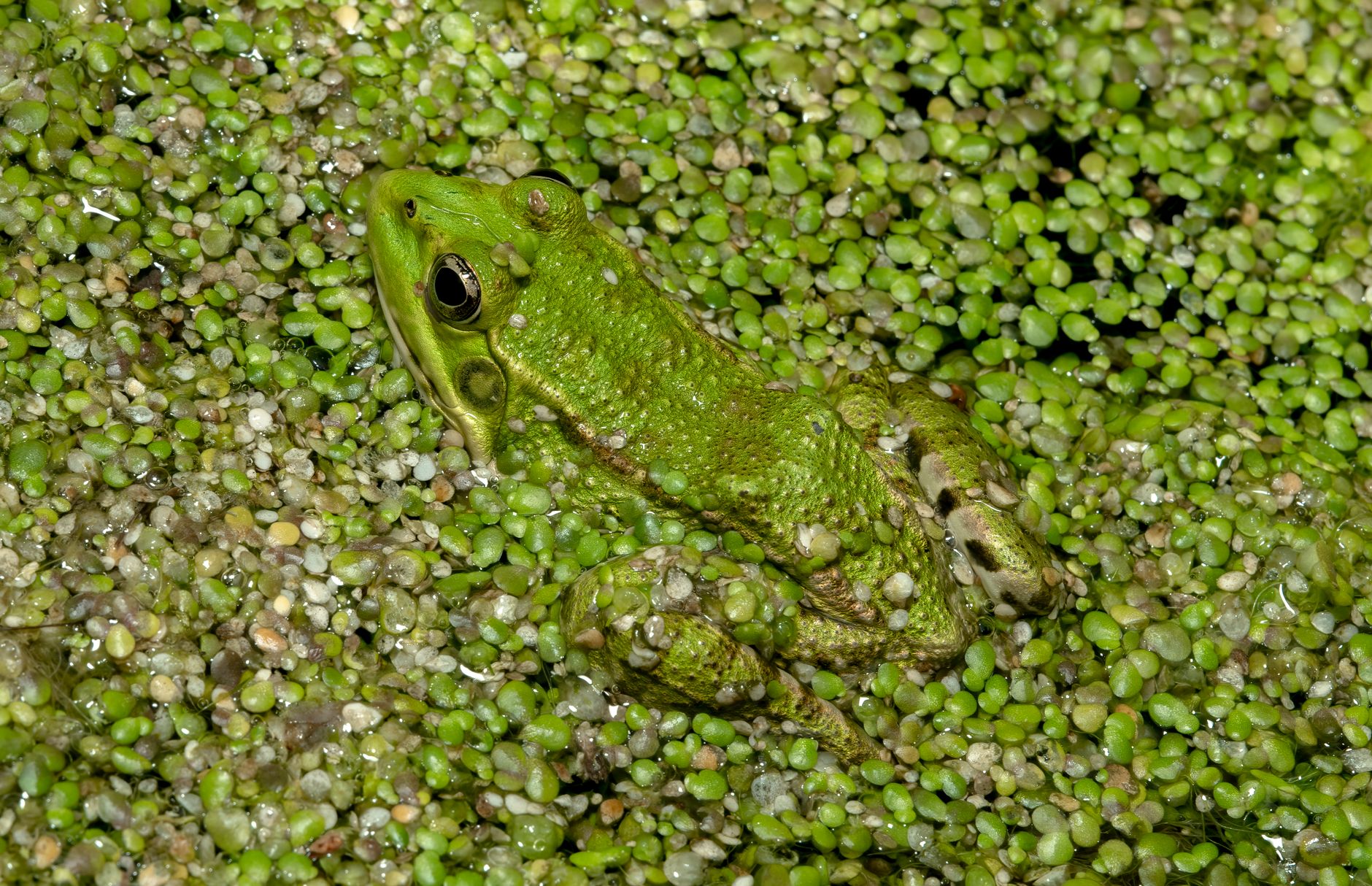 Anfibio in un ambiente acquatico ricco di vegetazione