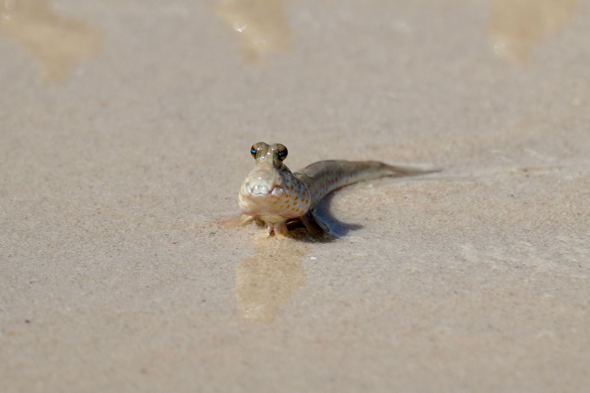 Saltafango fuori dall'acqua su un fondale fangoso
