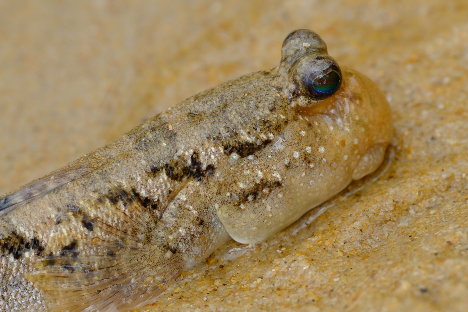 Pesce anfibio in un ambiente umido tropicale