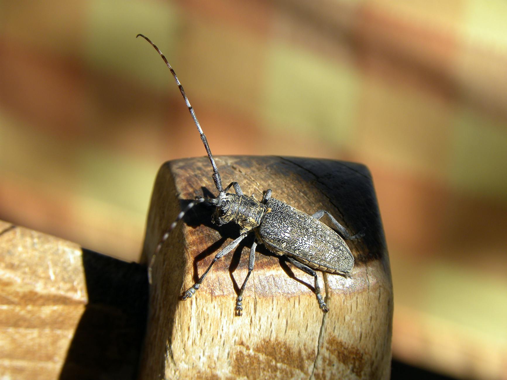 Tronco di quercia, habitat di insetti xilofagi