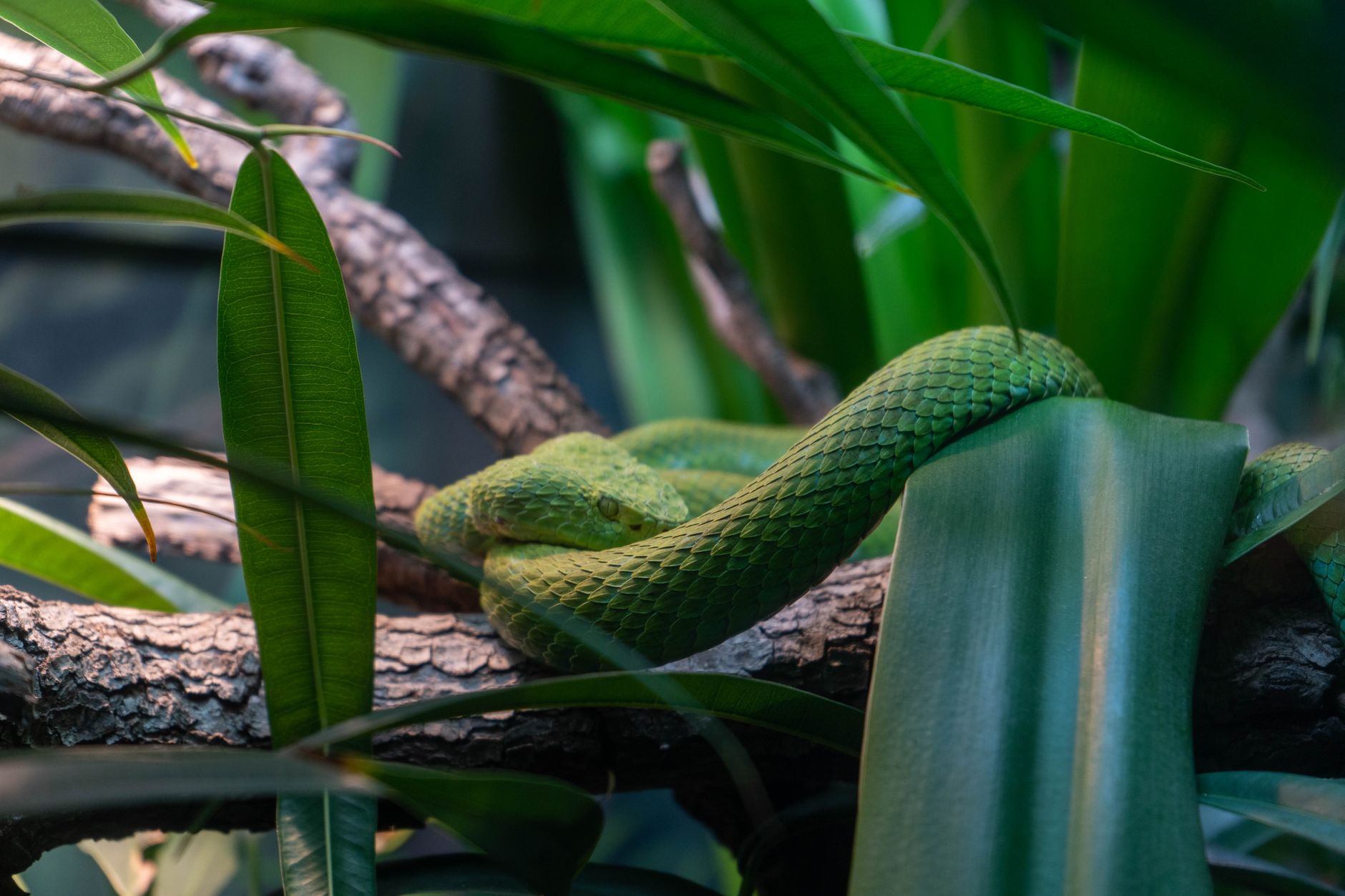Serpente verde arboricolo avvolto su un ramo nella foresta tropicale