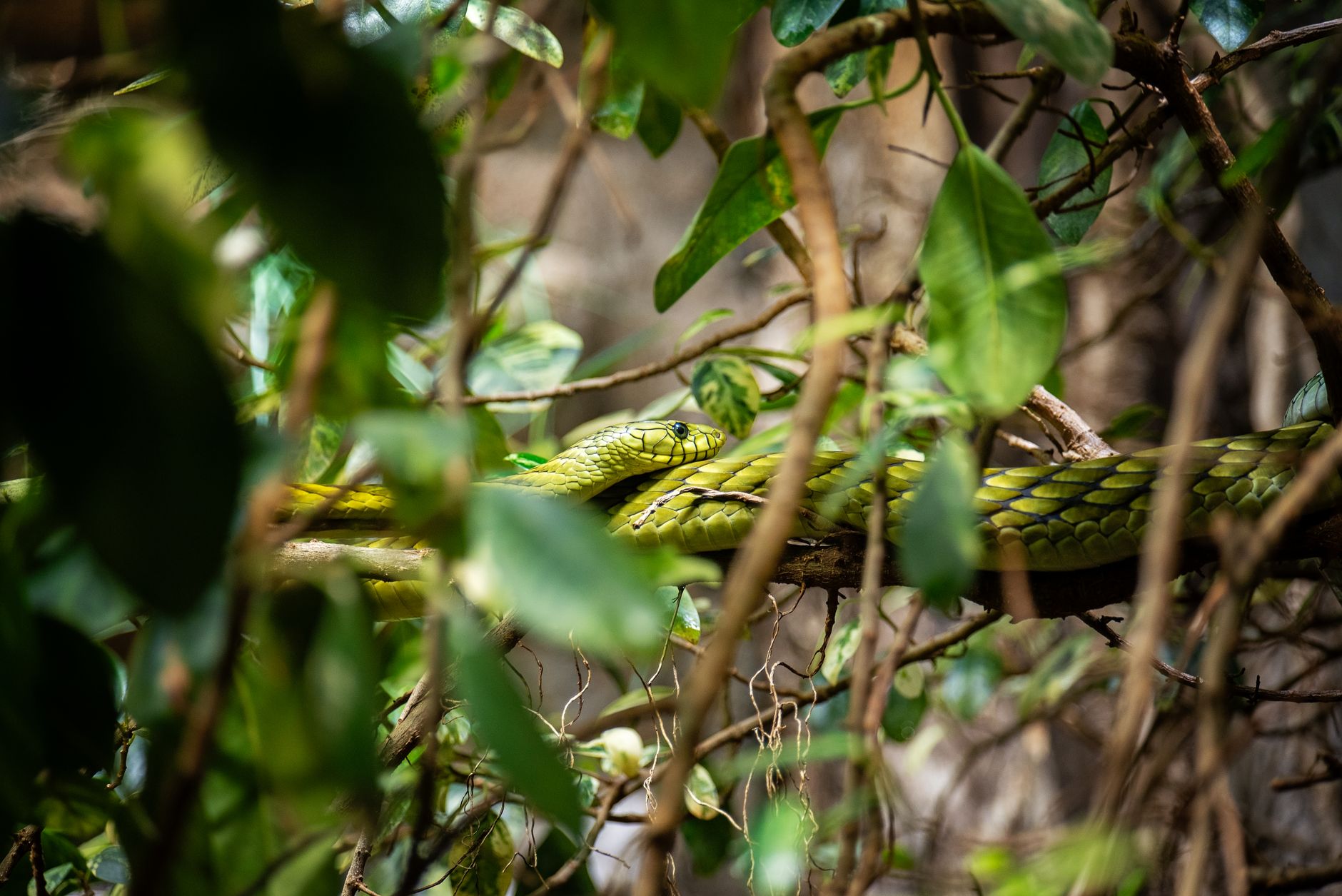 Serpente sottile che si sporge da un ramo pronto a lanciarsi