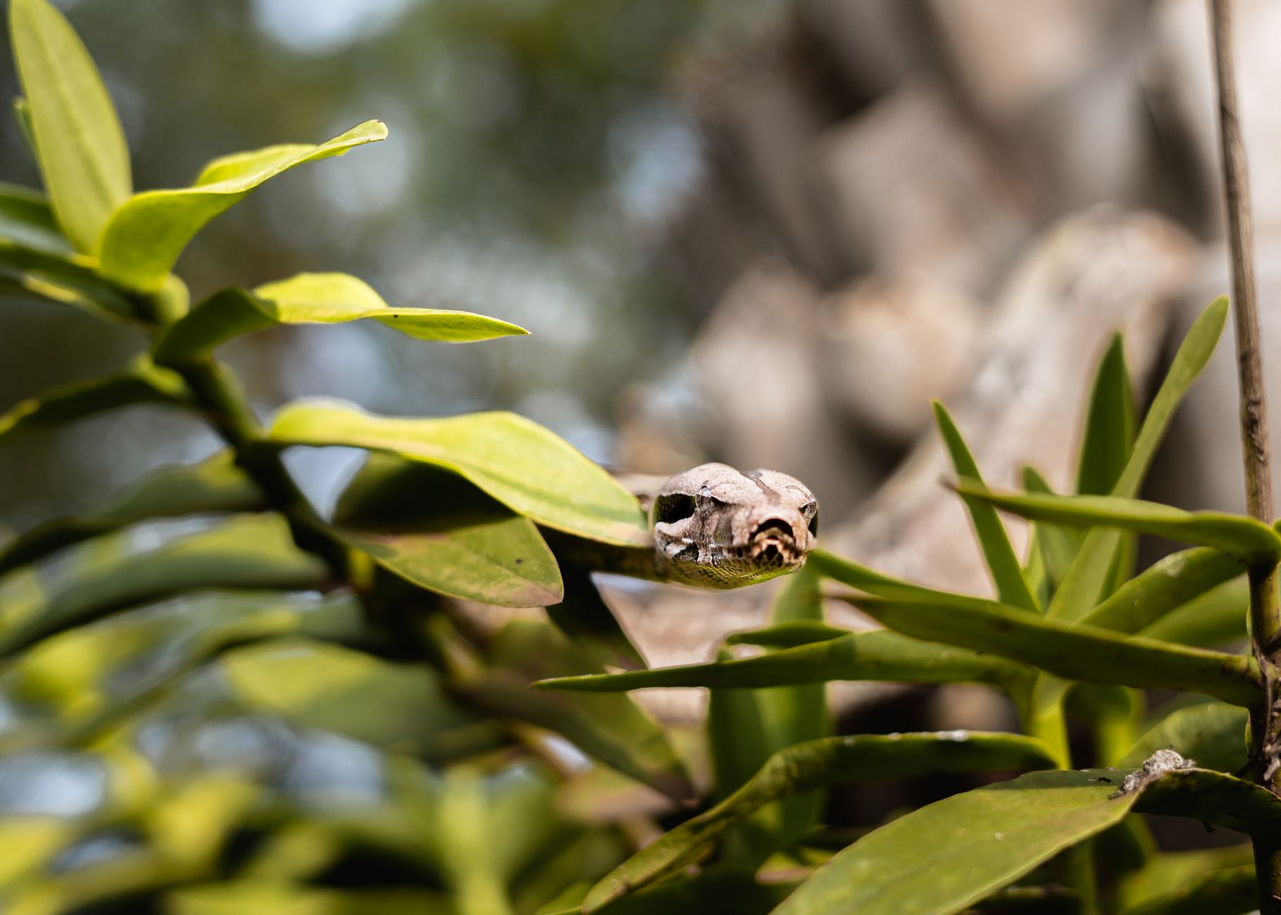Serpente dai colori vivaci tra le foglie verdi
