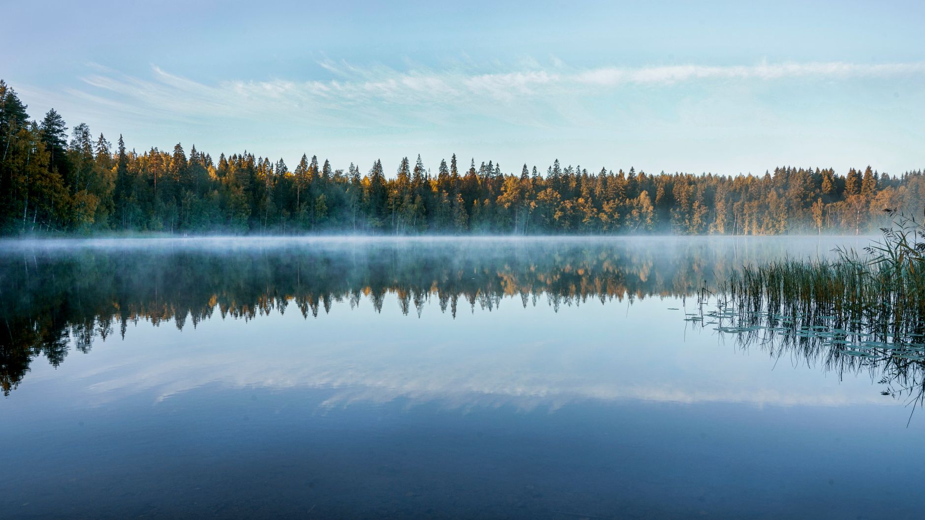 Lago finlandese circondato da alberi