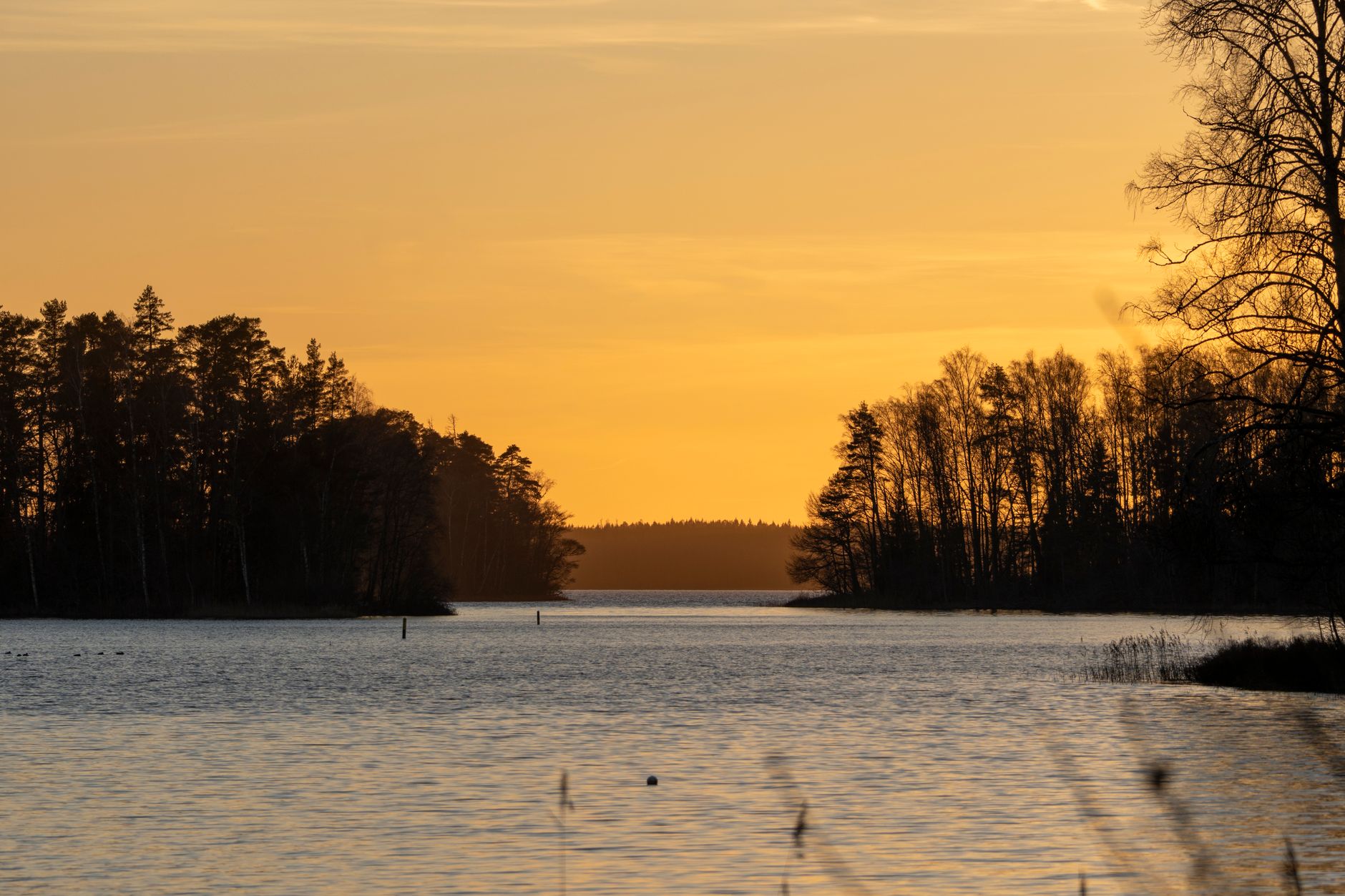 Natura nordica con luce tenue tra gli alberi