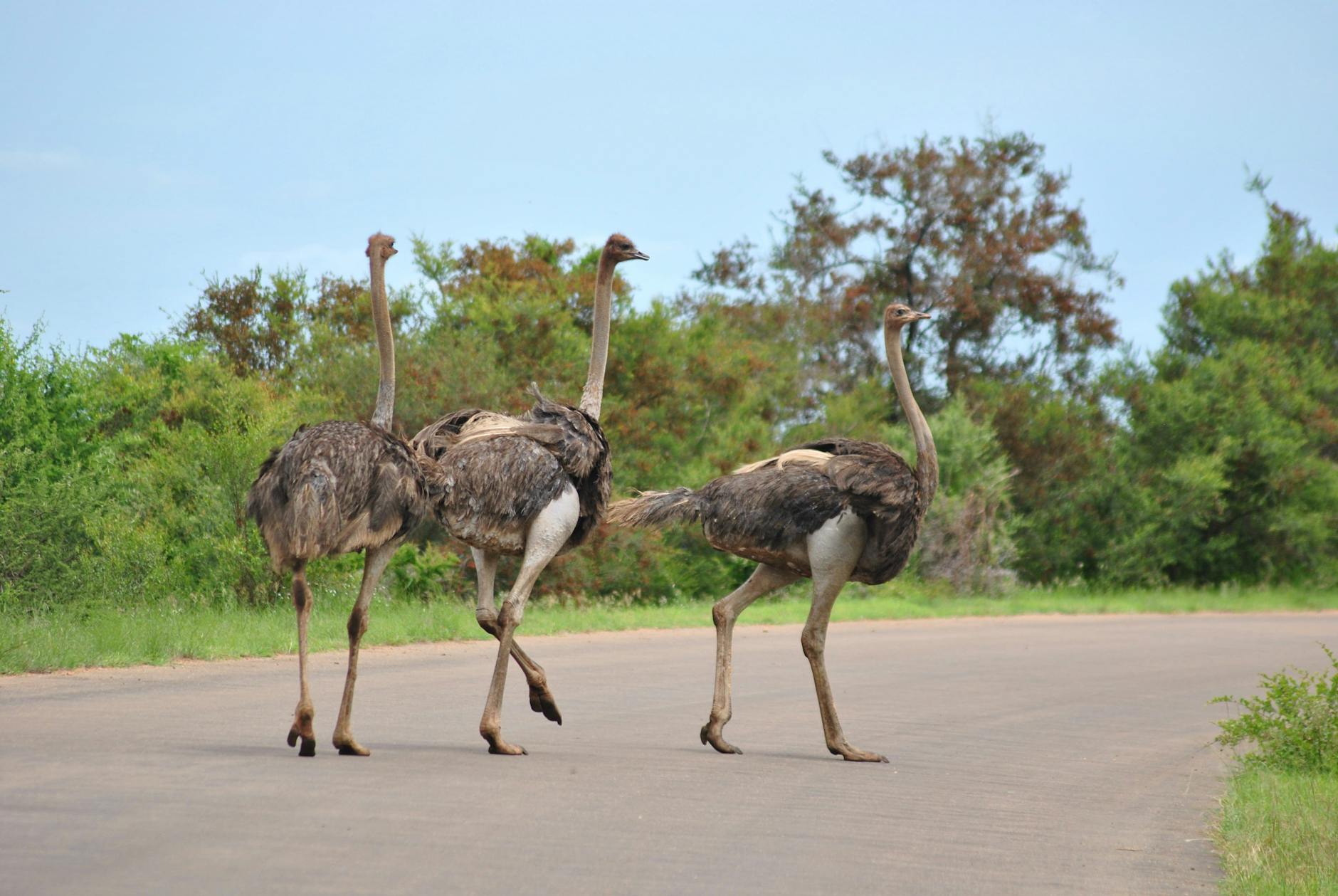 Struzzo nella savana africana