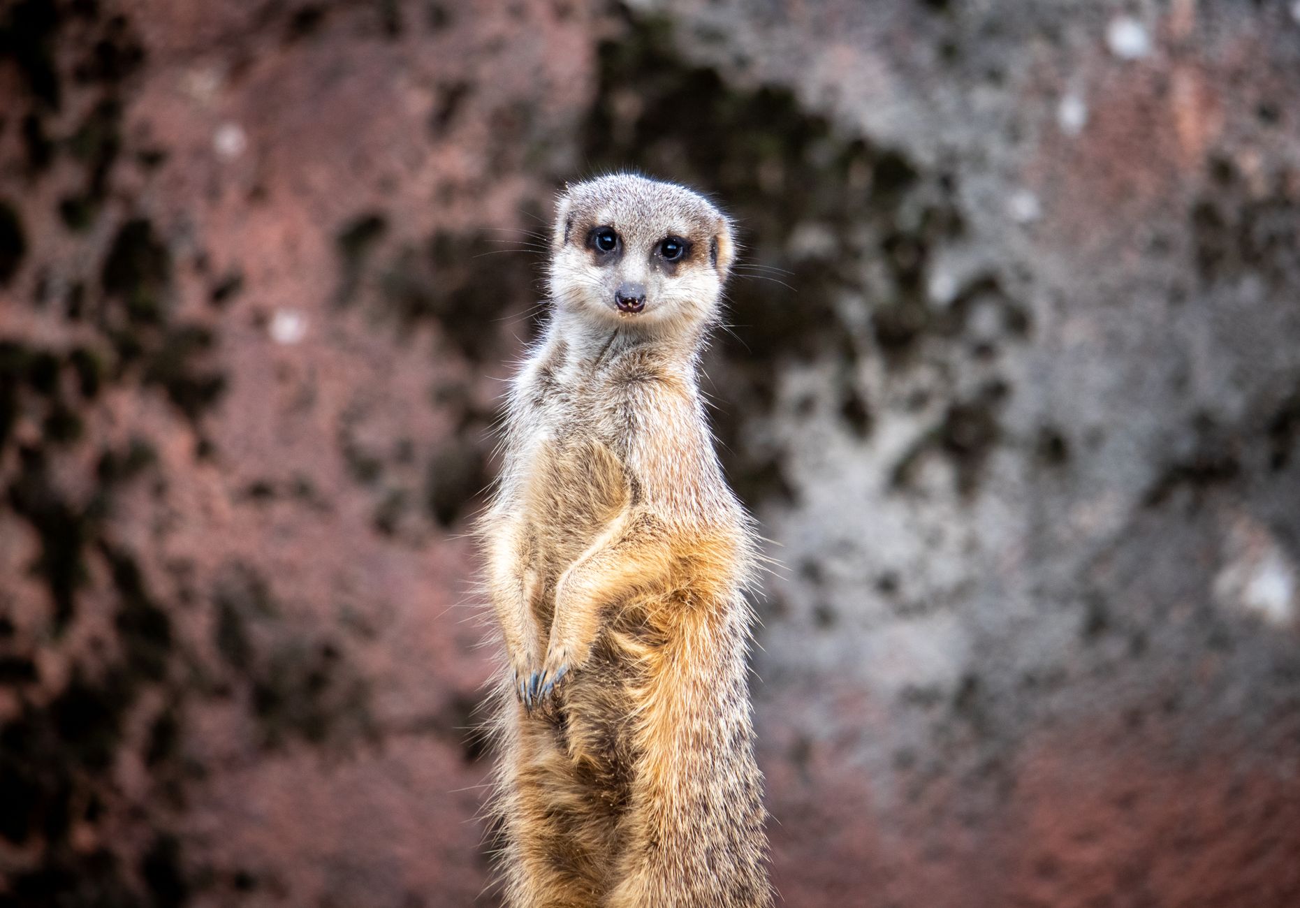 Gruppo di suricati di una colonia nel deserto del Kalahari