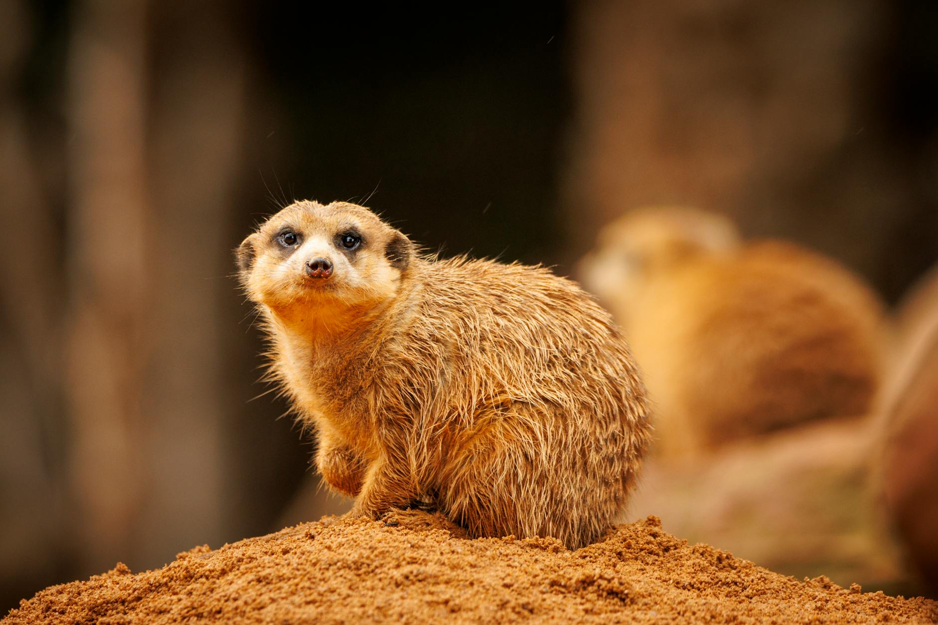 Suricato in piedi che scruta l'orizzonte alla ricerca di predatori