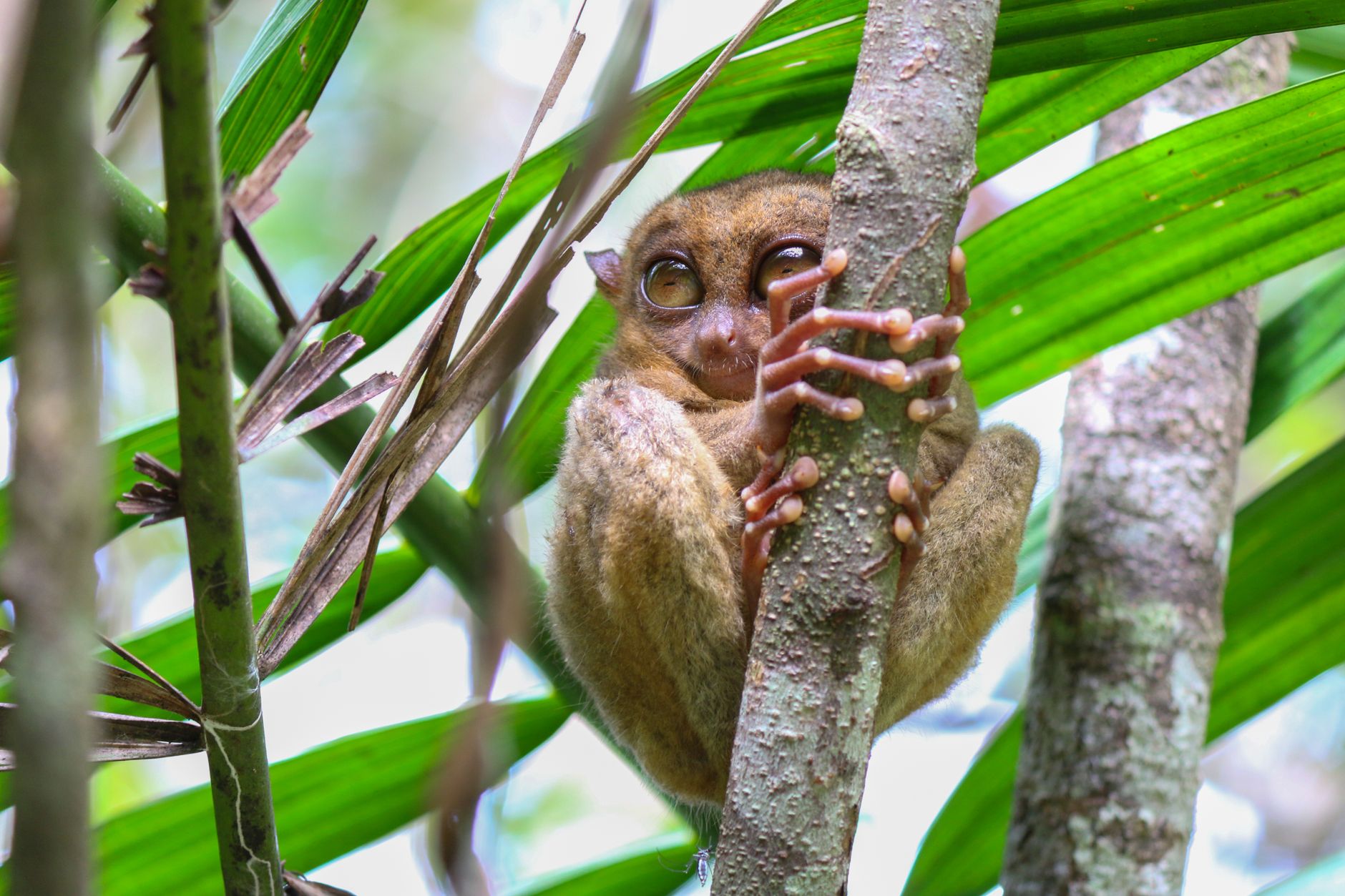 Tarsio aggrappato verticalmente a un tronco nella foresta tropicale