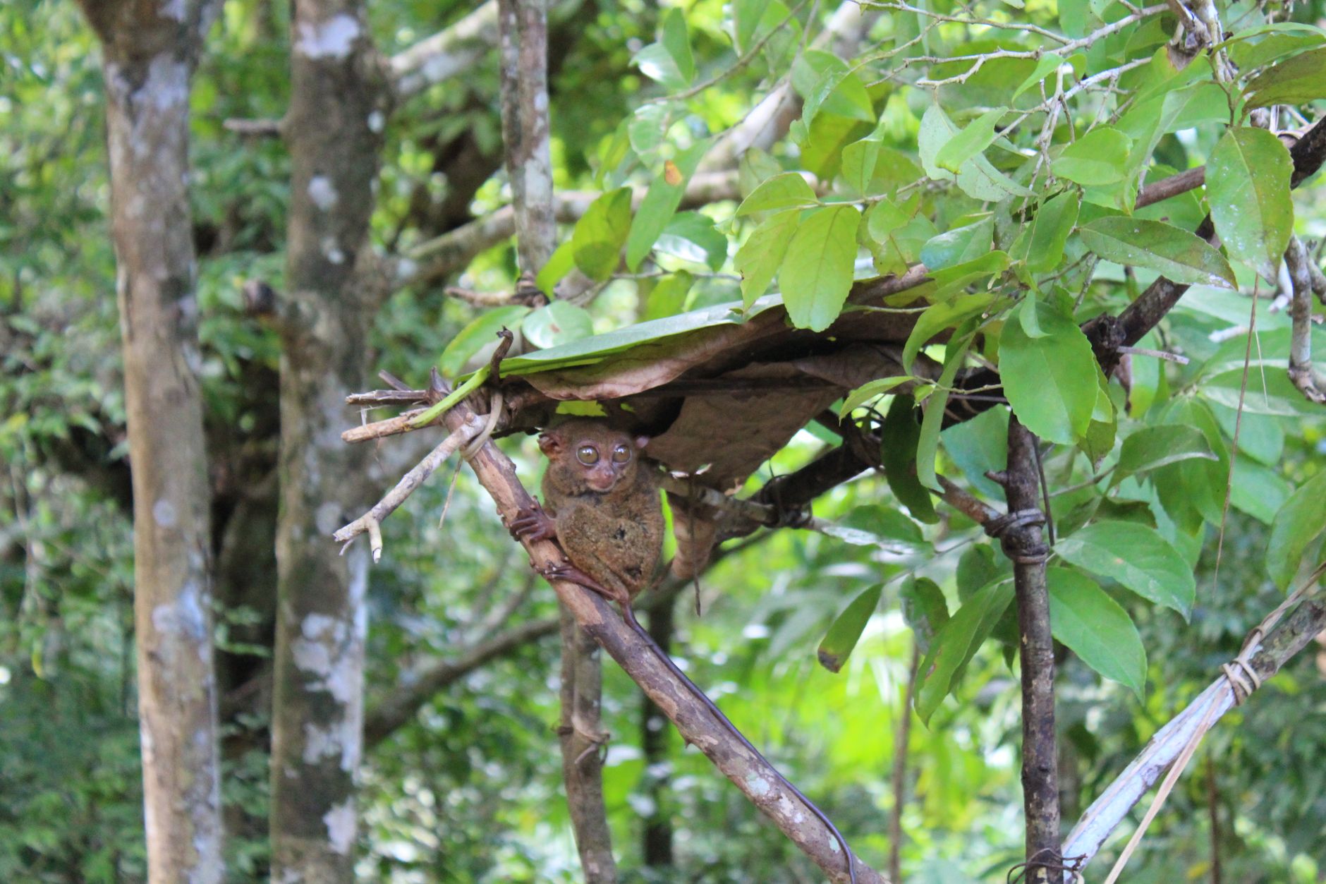 Piccolo tarsio nel suo habitat naturale tra la vegetazione