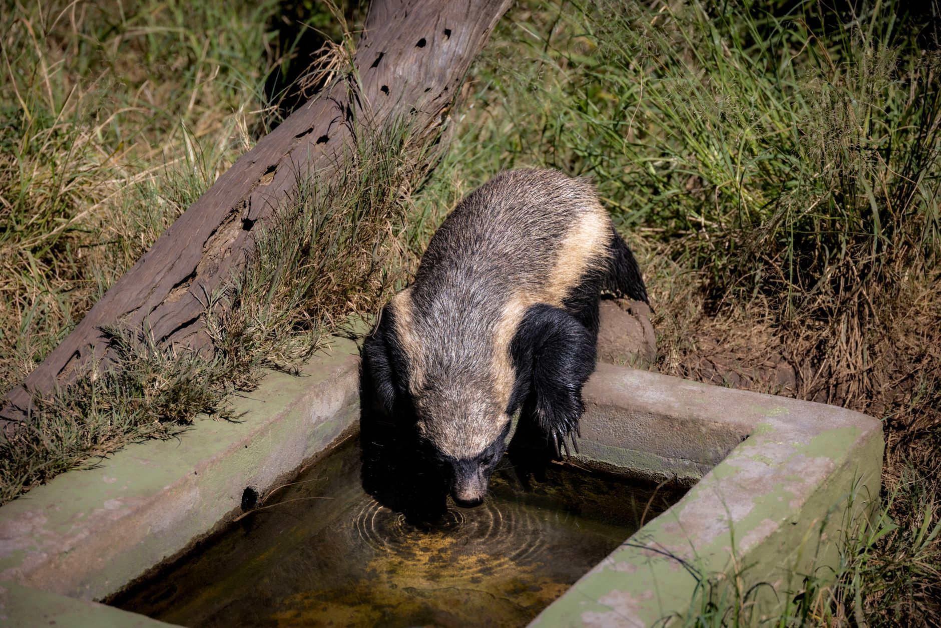 Un tasso del miele (ratel) nella savana africana